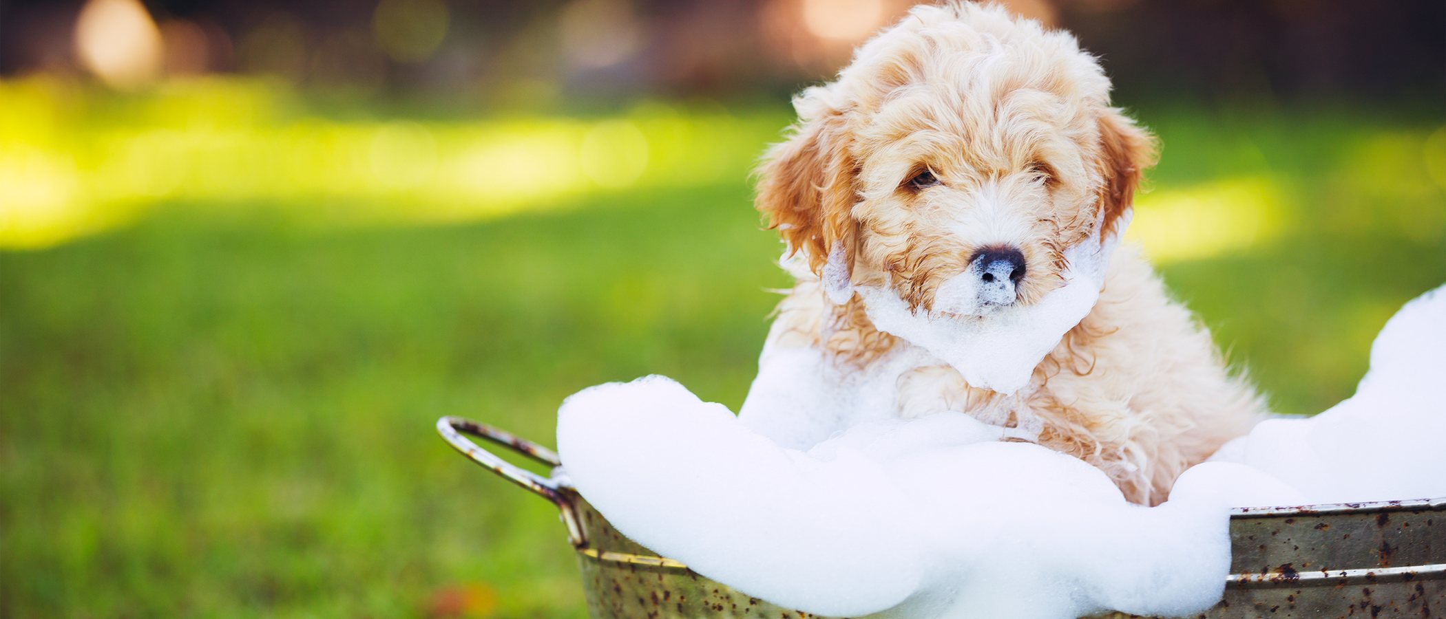 Cómo bañar a un perro que le tiene miedo al agua