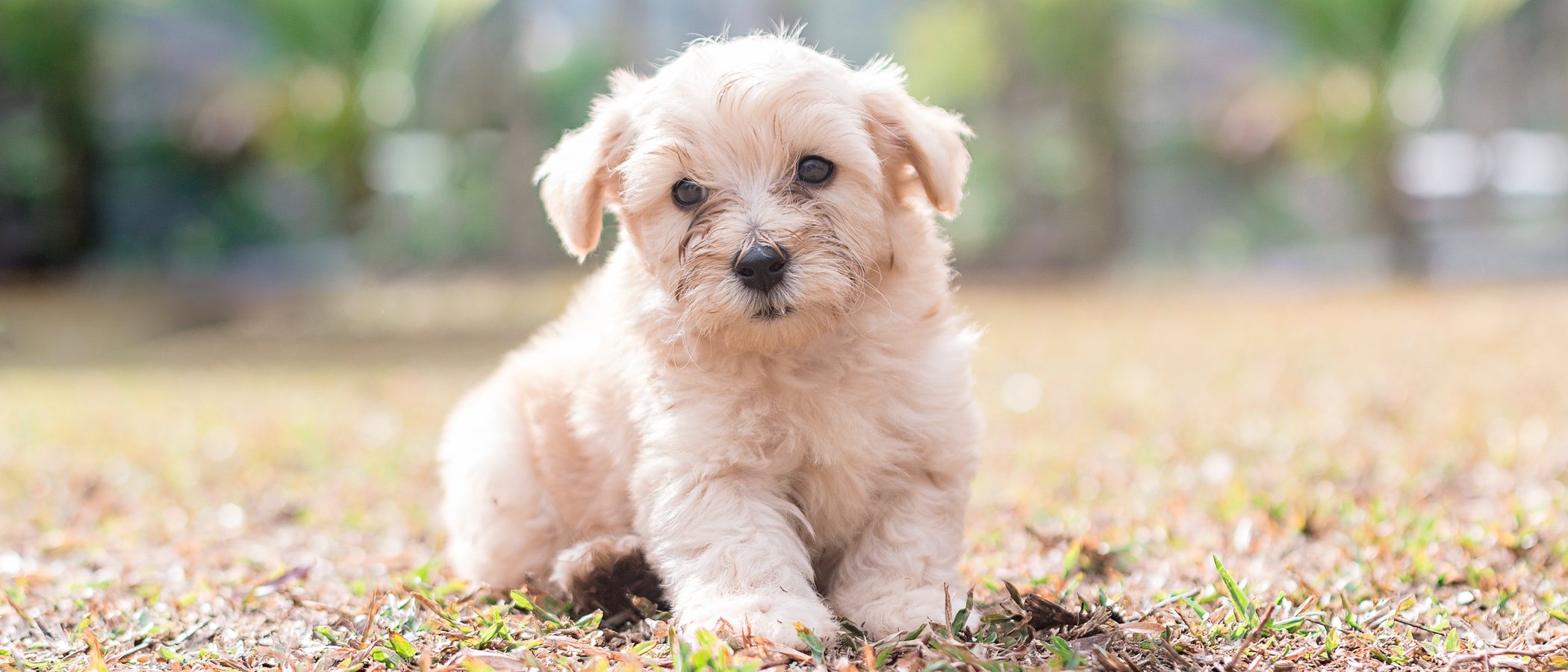 Cómo cuidar el pelo de un bichón maltés