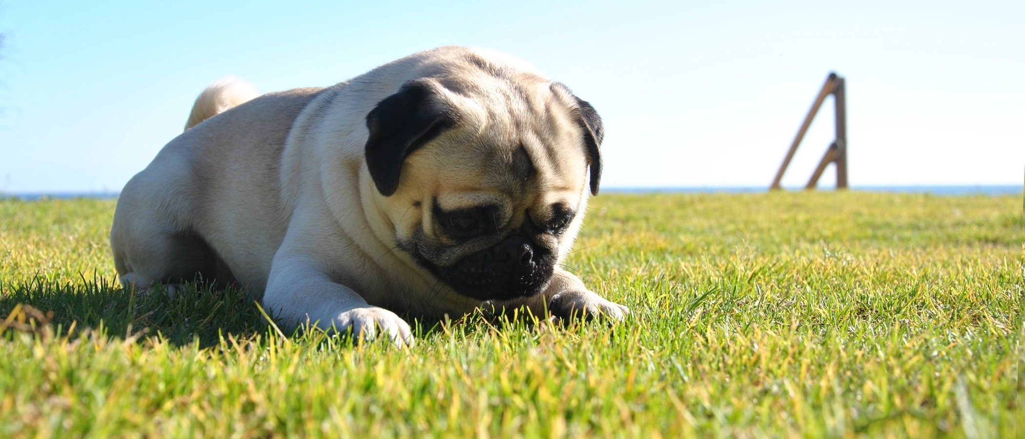 10 curiosidades sobre los carlinos, una raza de perro muy popular