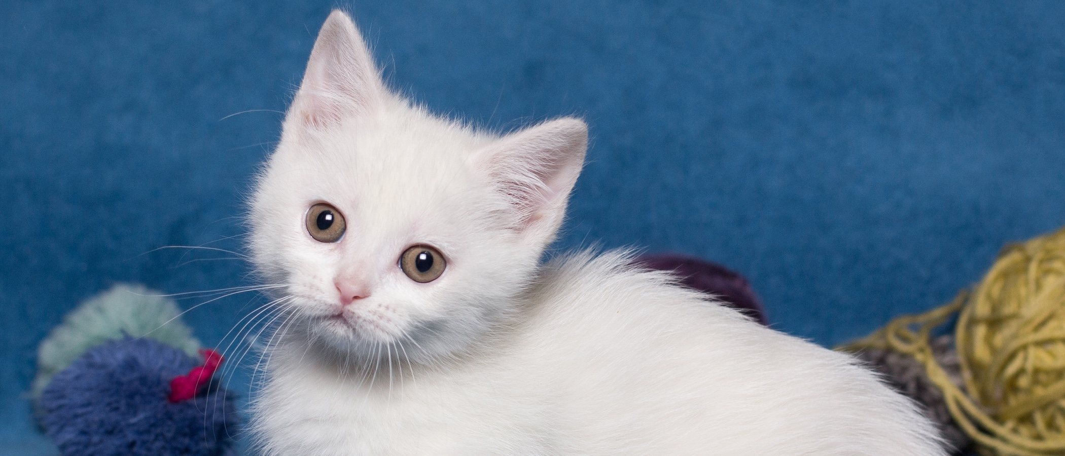 Gato Munchkin: conoce todo sobre esta raza de felino