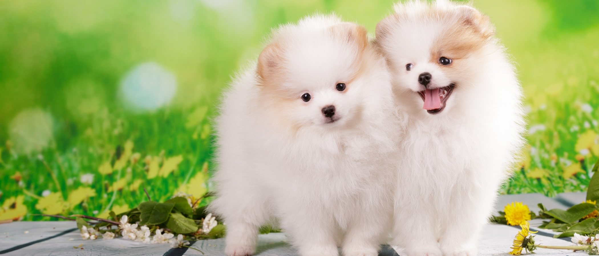 Cuidados básicos de un cachorro de pomerania