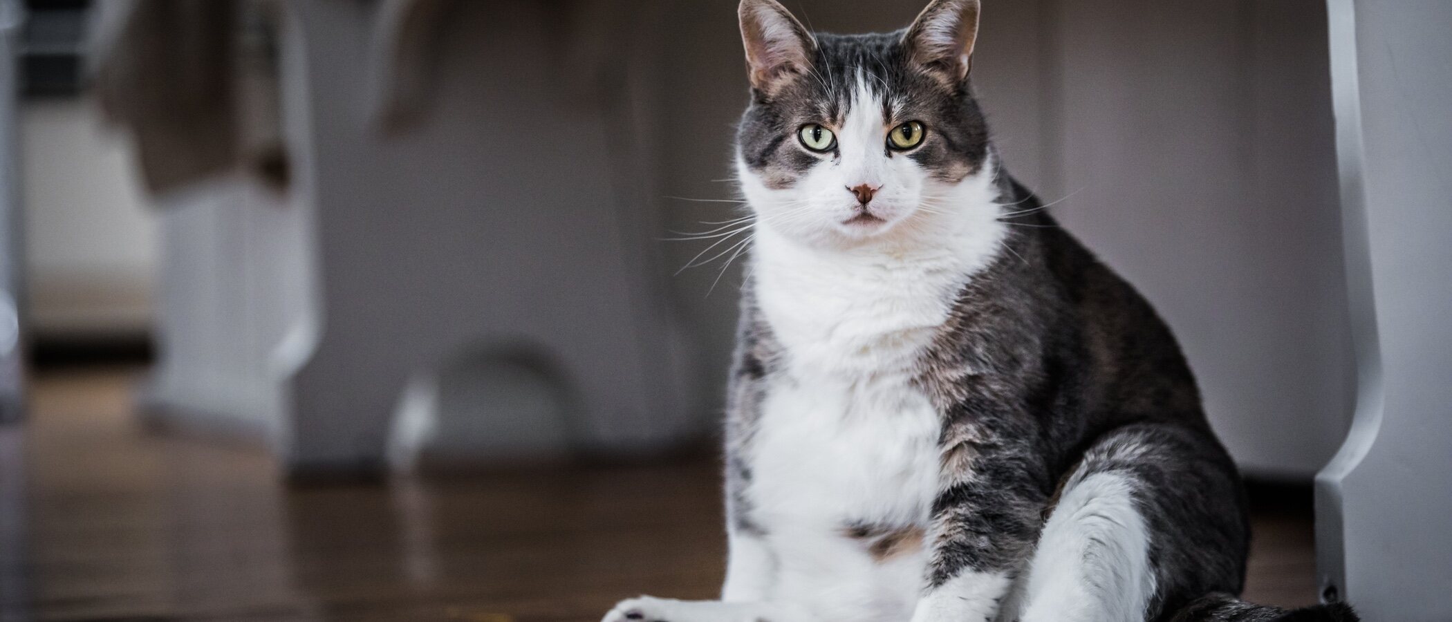 Cómo saber si mi gata está embarazada