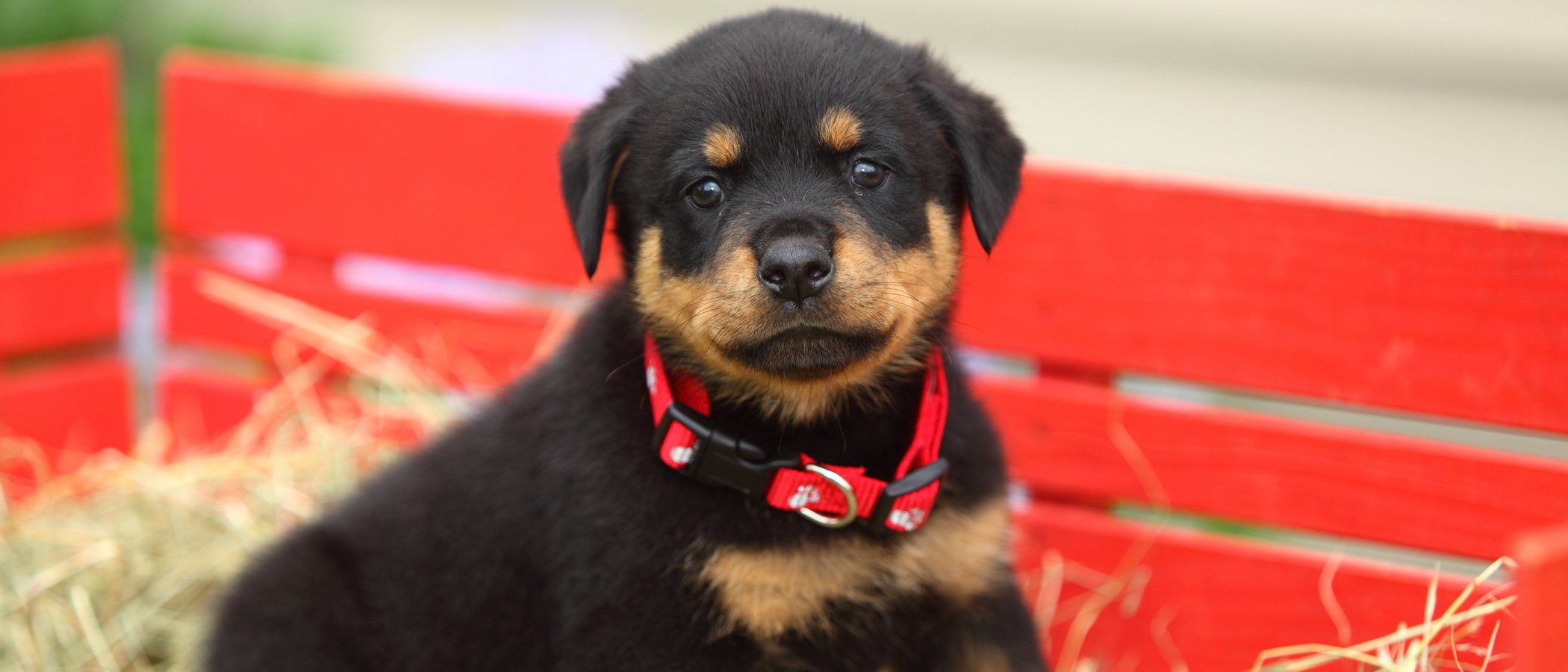 Cuidados de un rottweiler cachorro: todo lo que necesitas saber