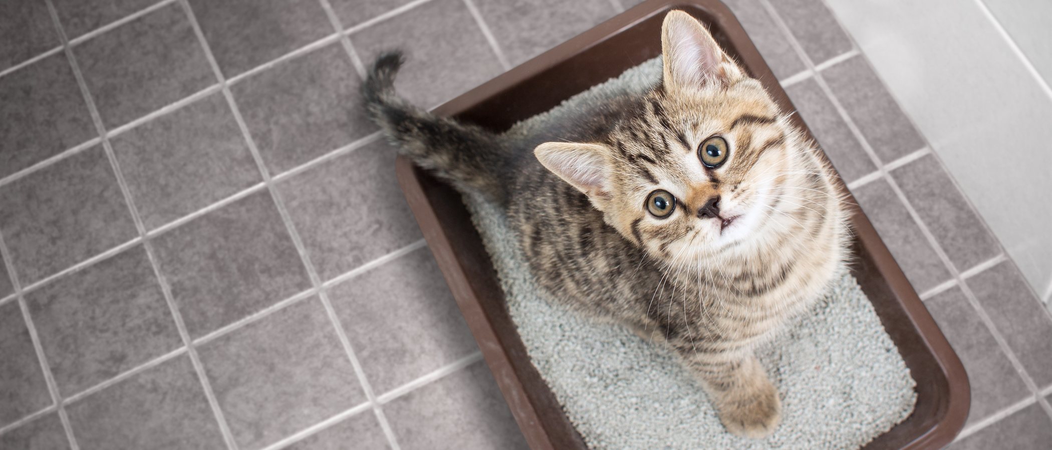 Cómo hacer arena para gatos de forma casera
