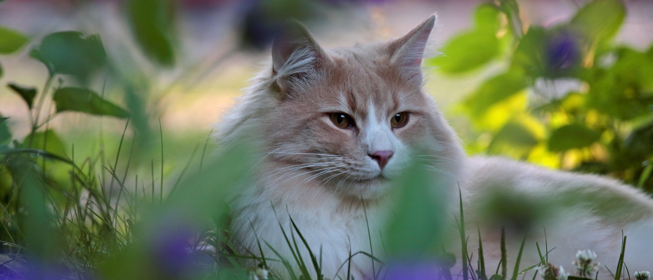 Razas de gato: Bosque de Noruega