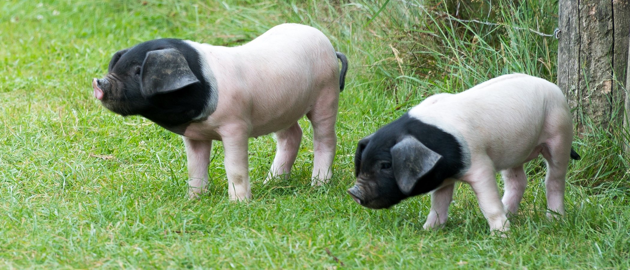 Alimentación del mini pig o cerdo en miniatura