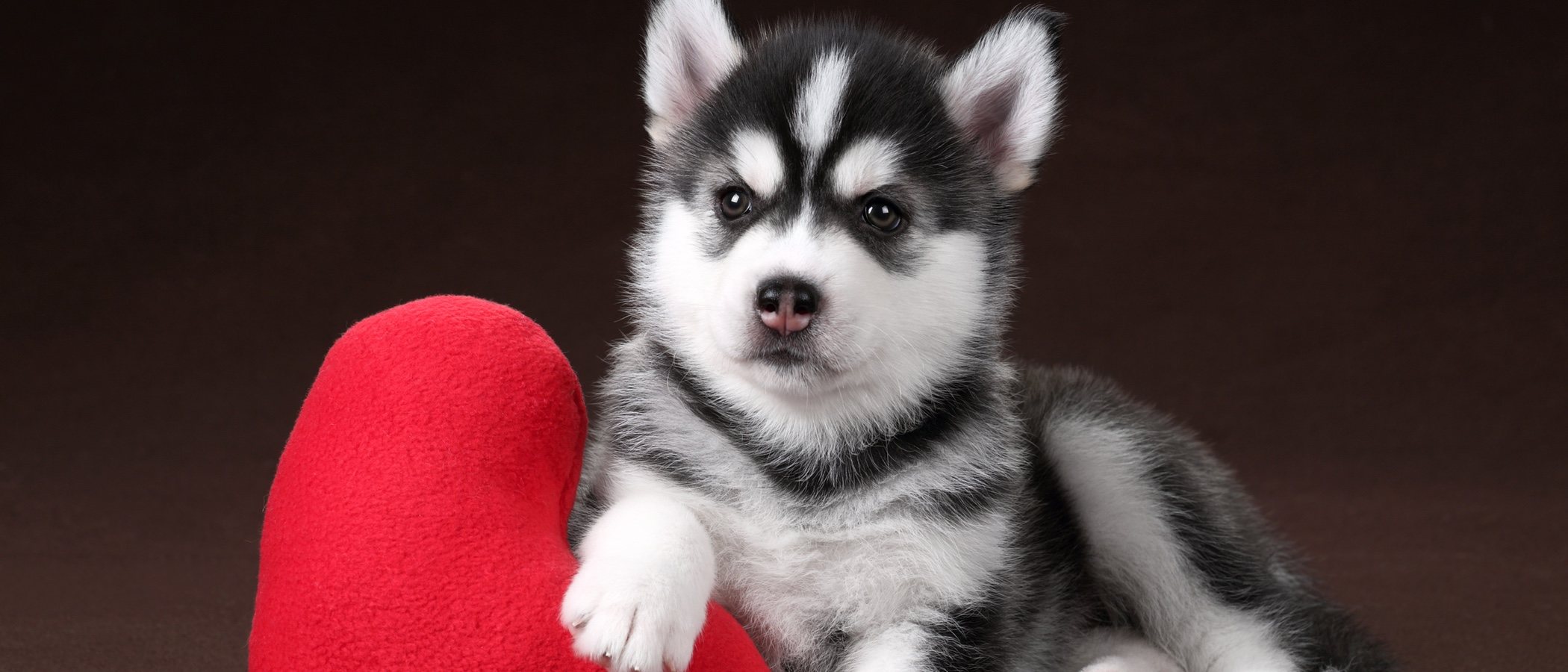 Alimentos para mantener sano el corazón de tu perro