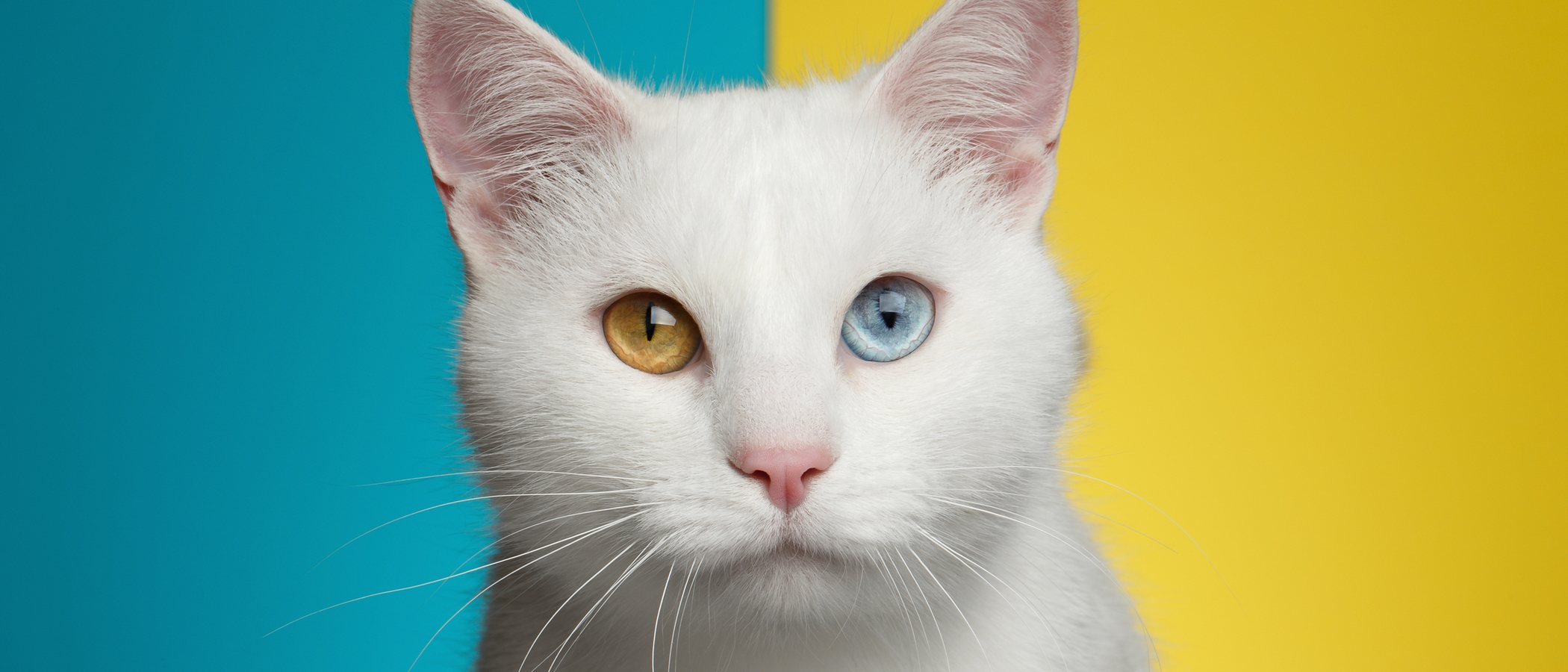 Razas de gato: Angora