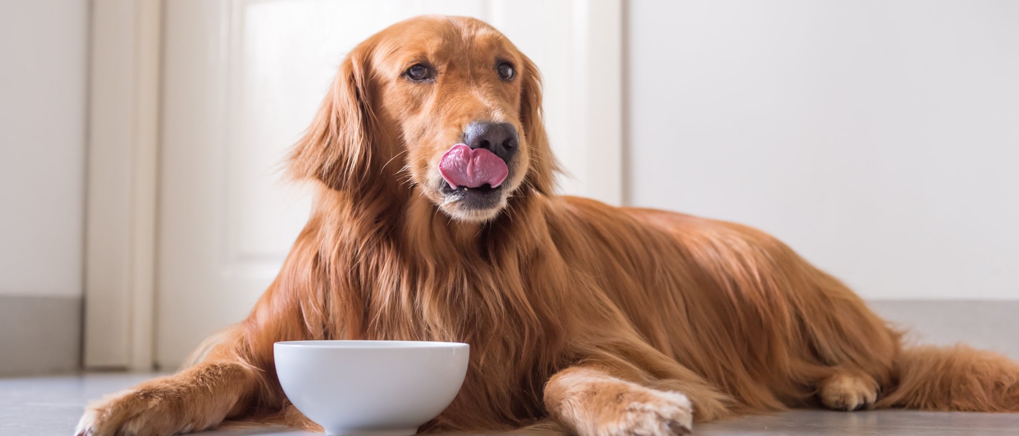 Por qué mi perro no engorda: motivos y soluciones