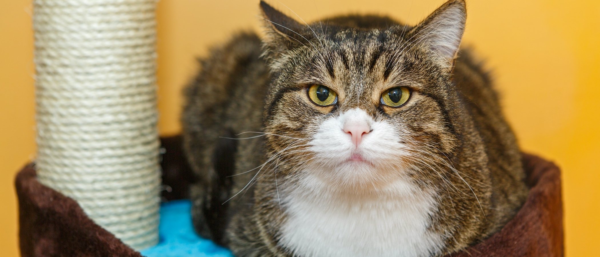 Estreñimiento en gatos: formas de solucionarlo