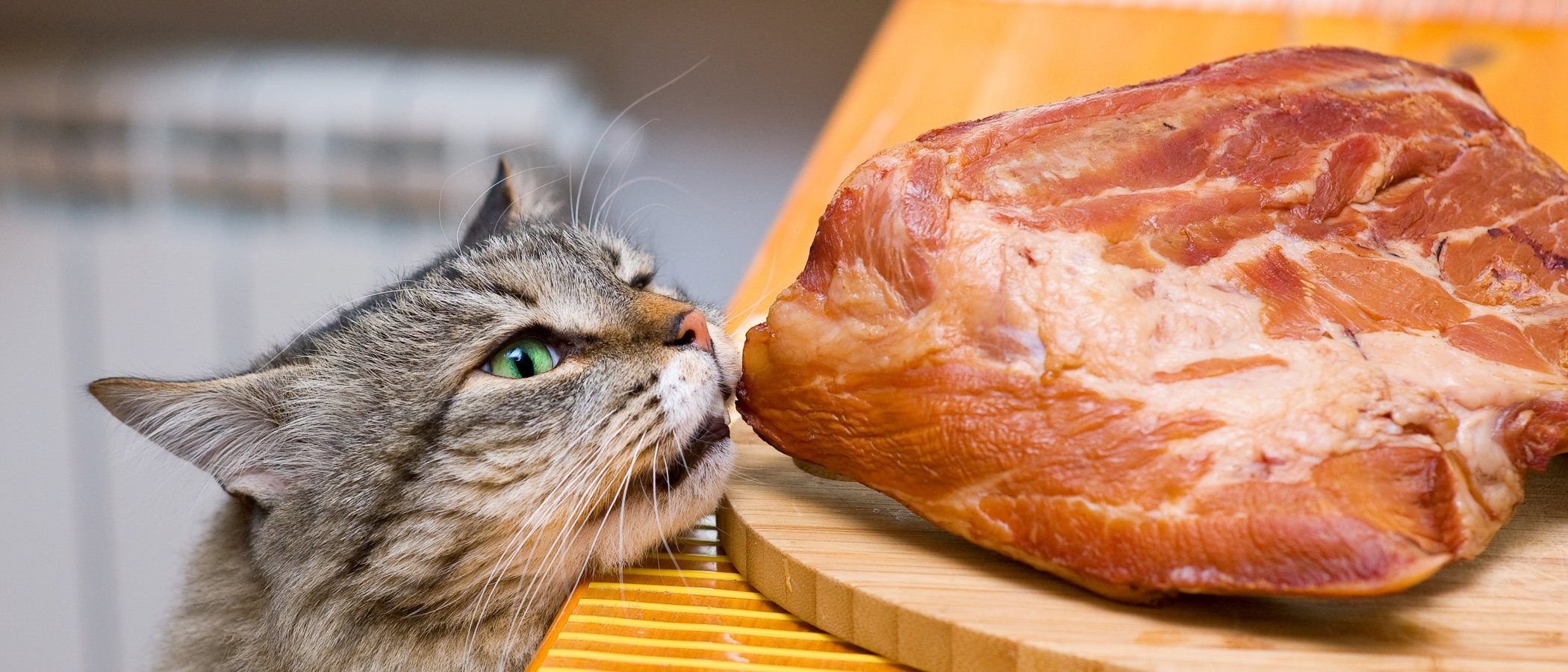 Mi gato no engorda pero come bien: ¿Qué sucede?