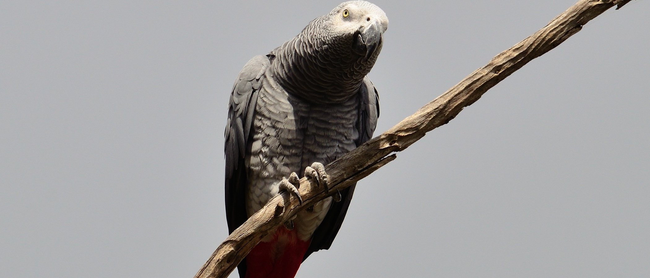 Conoce todo sobre el Yaco, un bonito loro gris