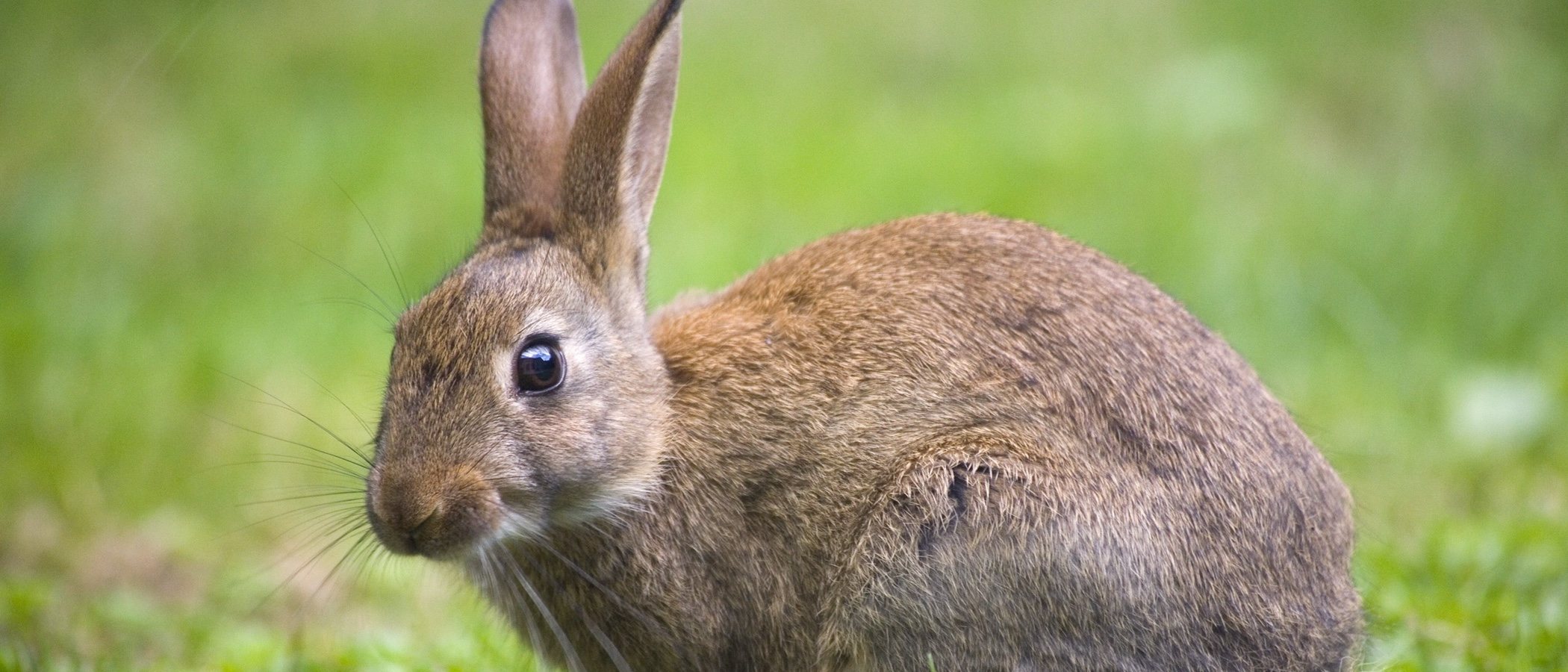 Cómo saber si un conejo es macho o hembra