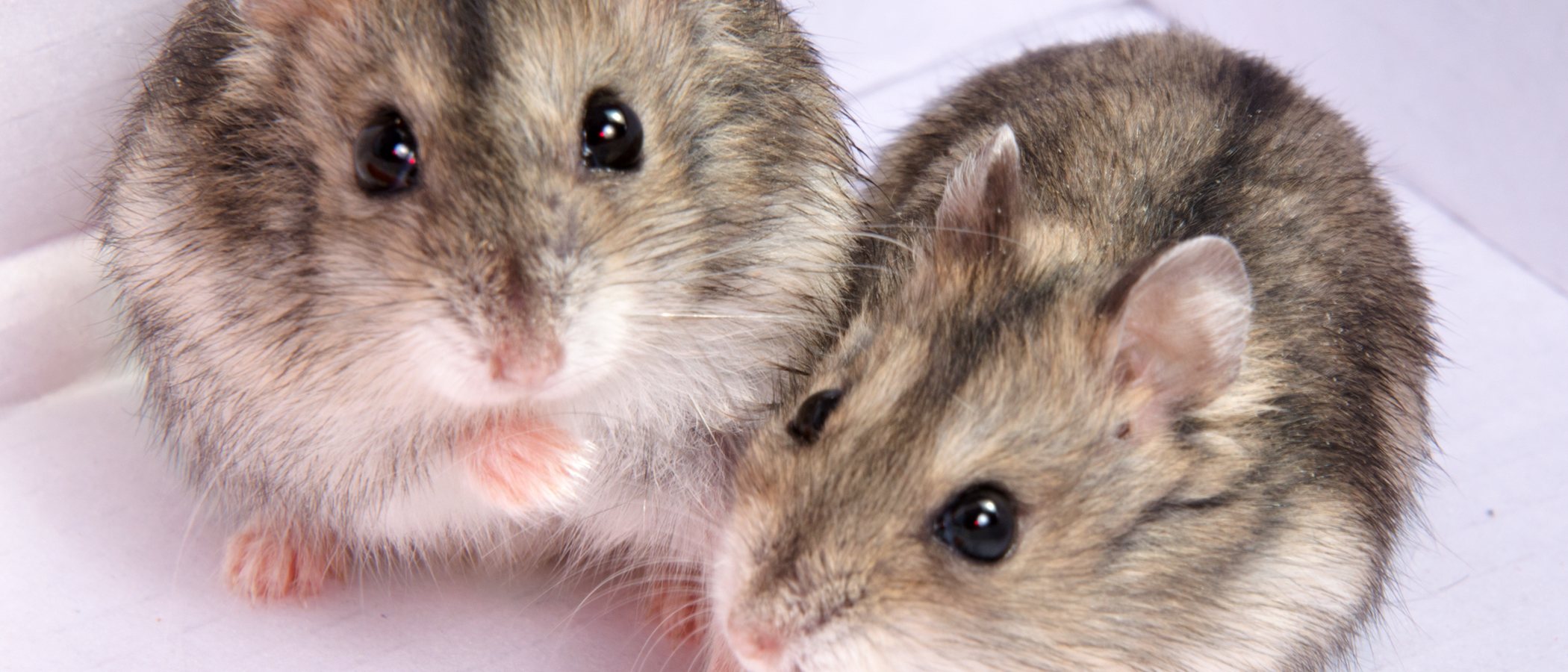 Animales que prefieren vivir en comunidad