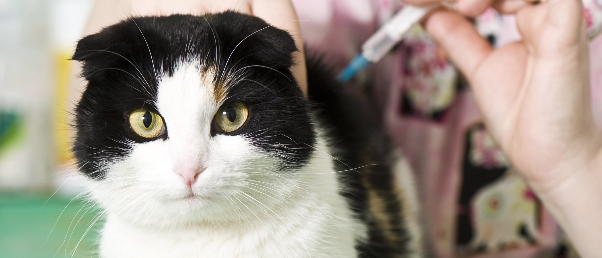 Cómo saber si un gato tiene la rabia: soluciones