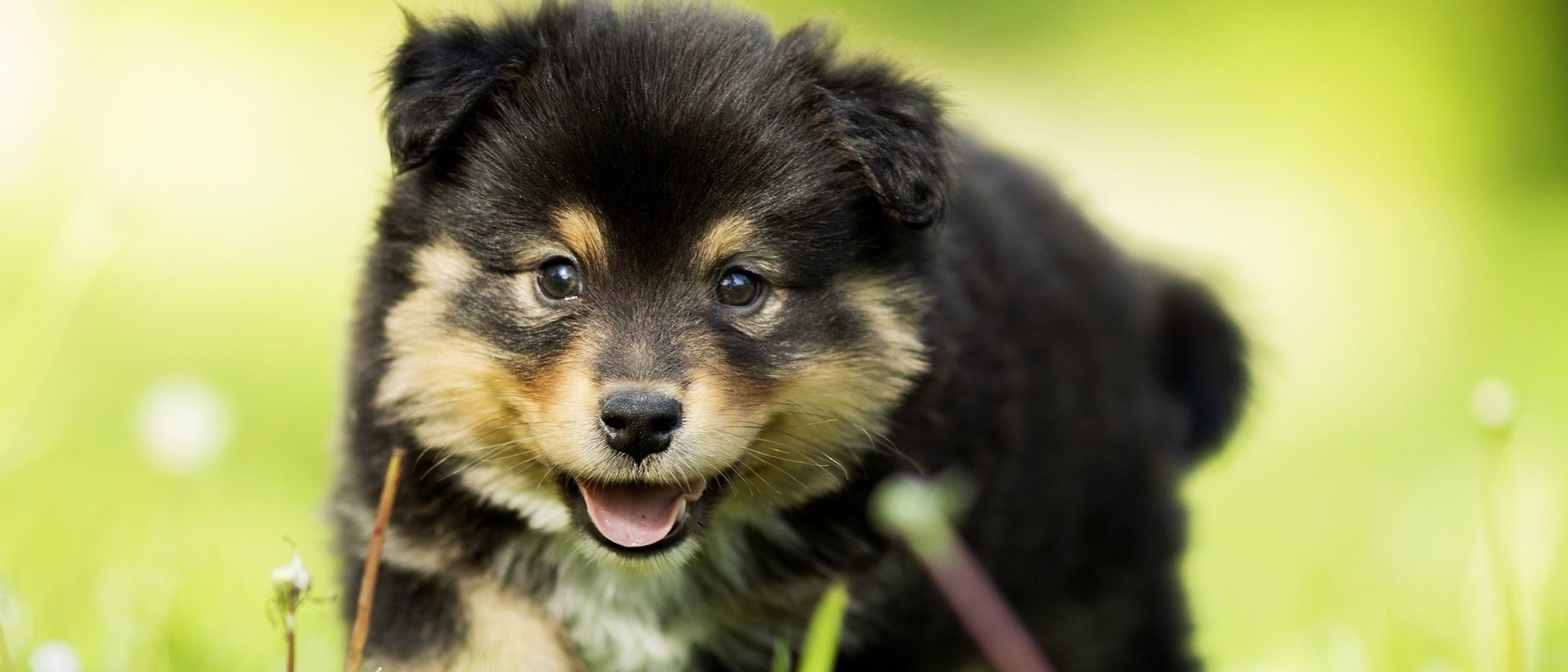 Cuándo se les caen los dientes de leche a los perros