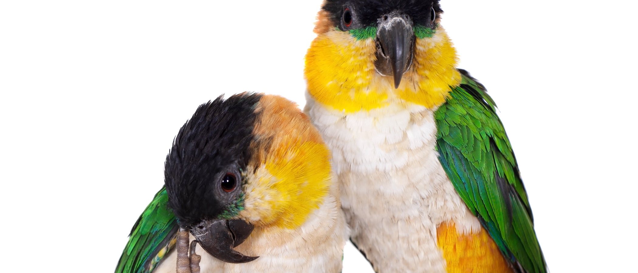 Pionites o caique de cabeza negra: un ave de lo más bonita
