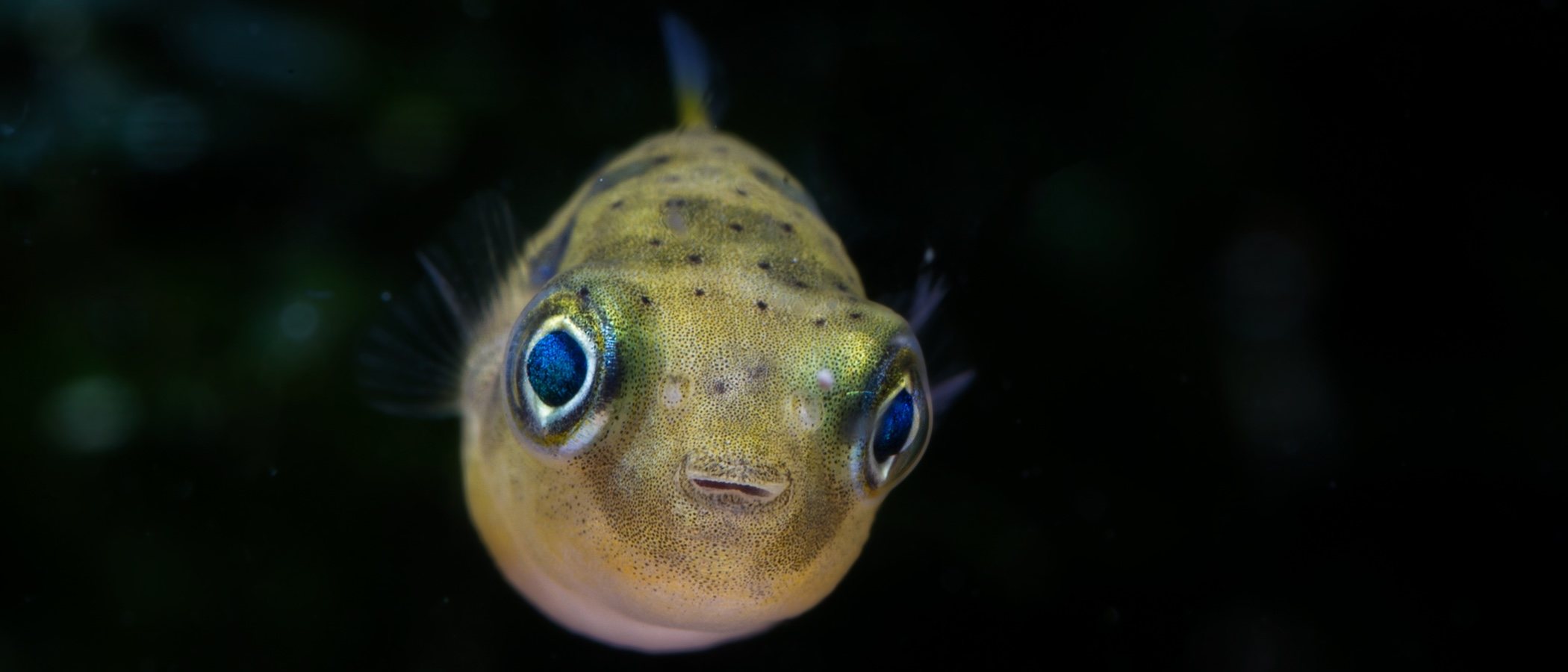 Conoce todo sobre el pez globo enano o puffer moteado