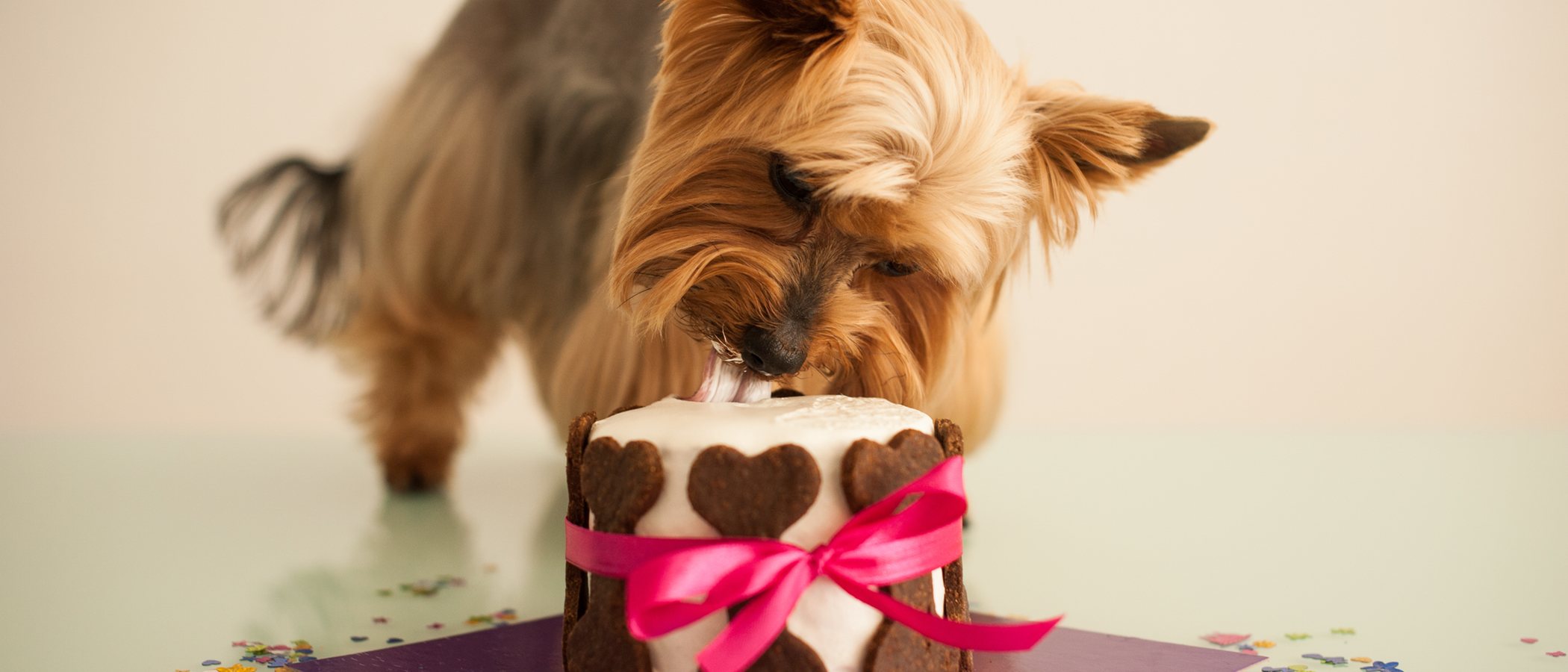 Recetas de tartas para perros