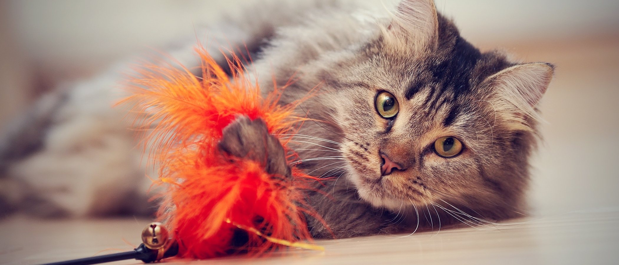 Cómo estimular la inteligencia de un gato