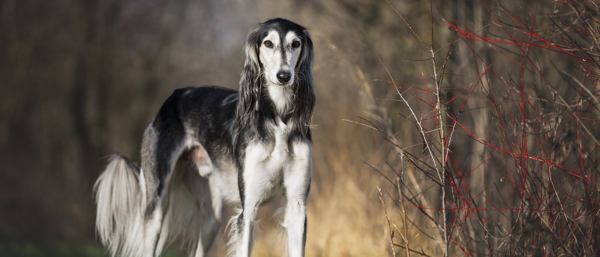Clasificación de razas de perros por continentes: África