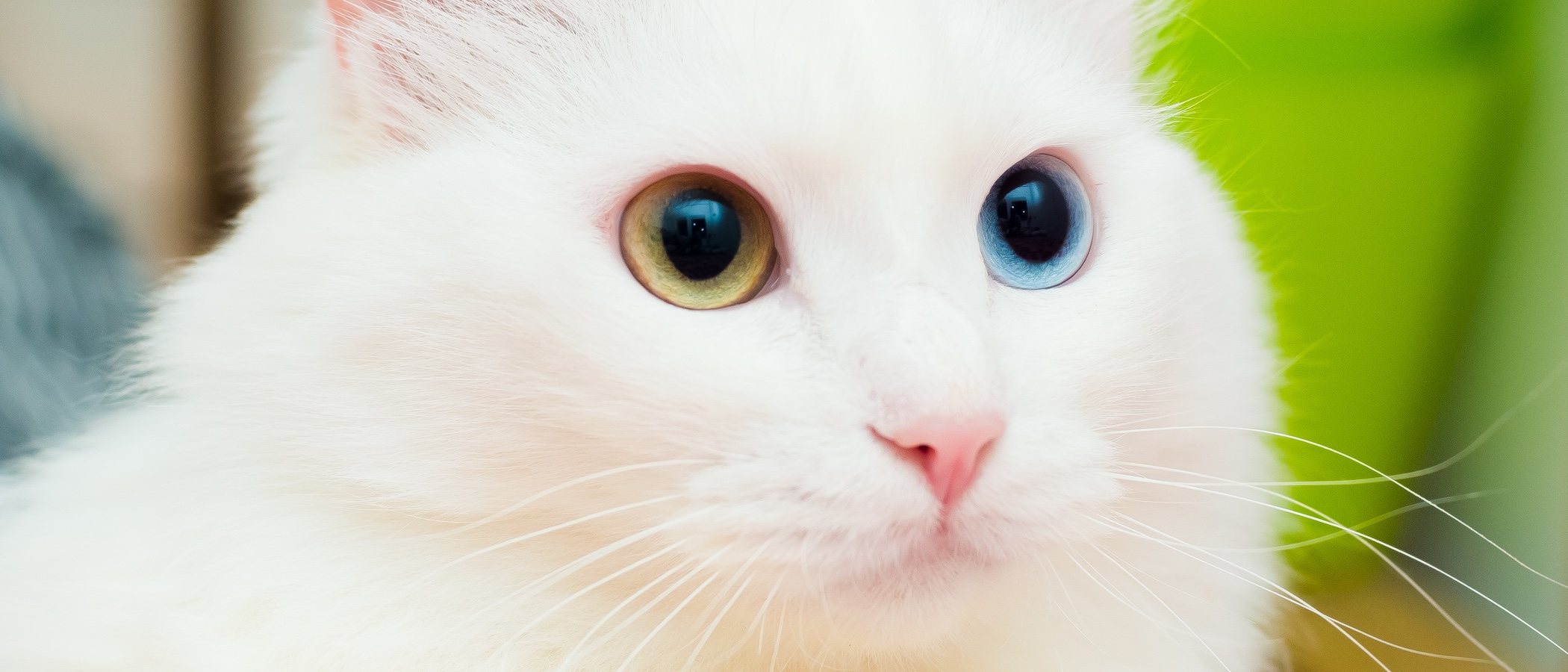 Cuidados del pelo del gato de Angora