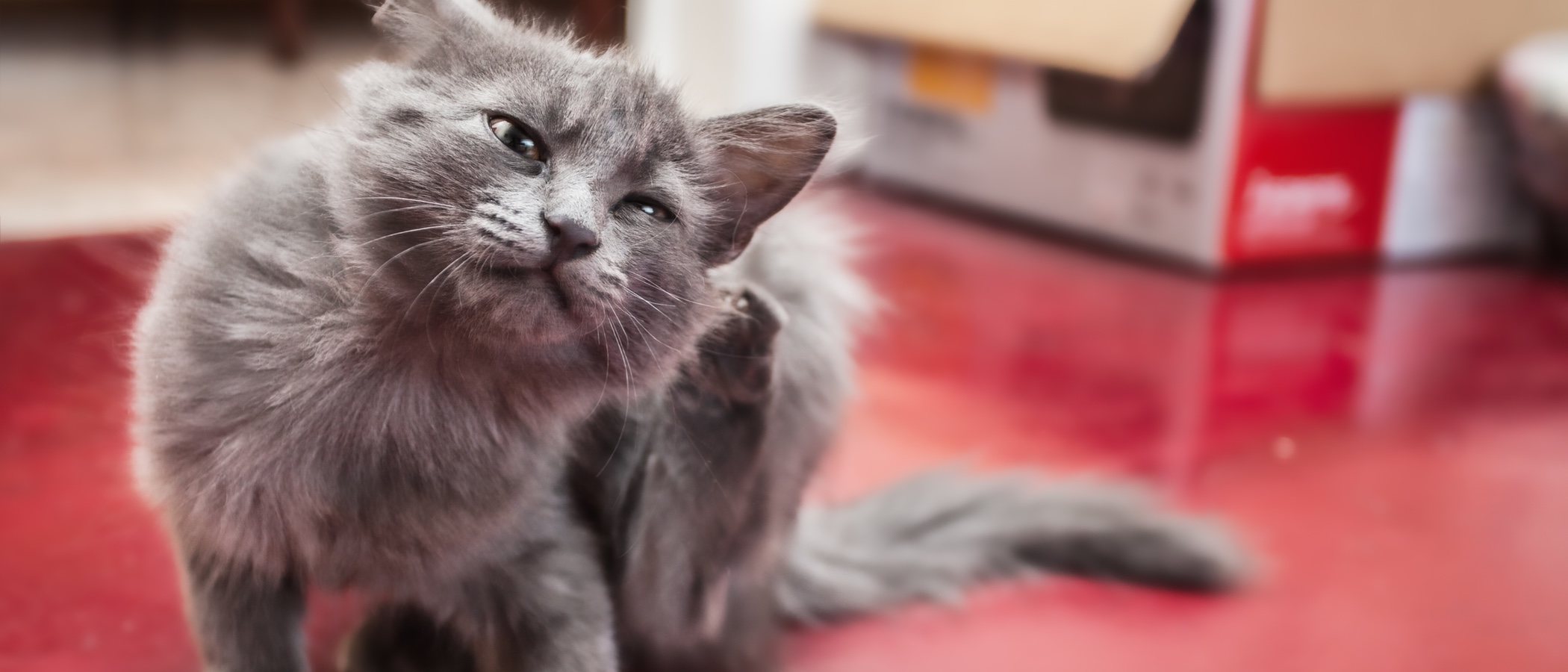 Cómo acabar con las pulgas en gatos
