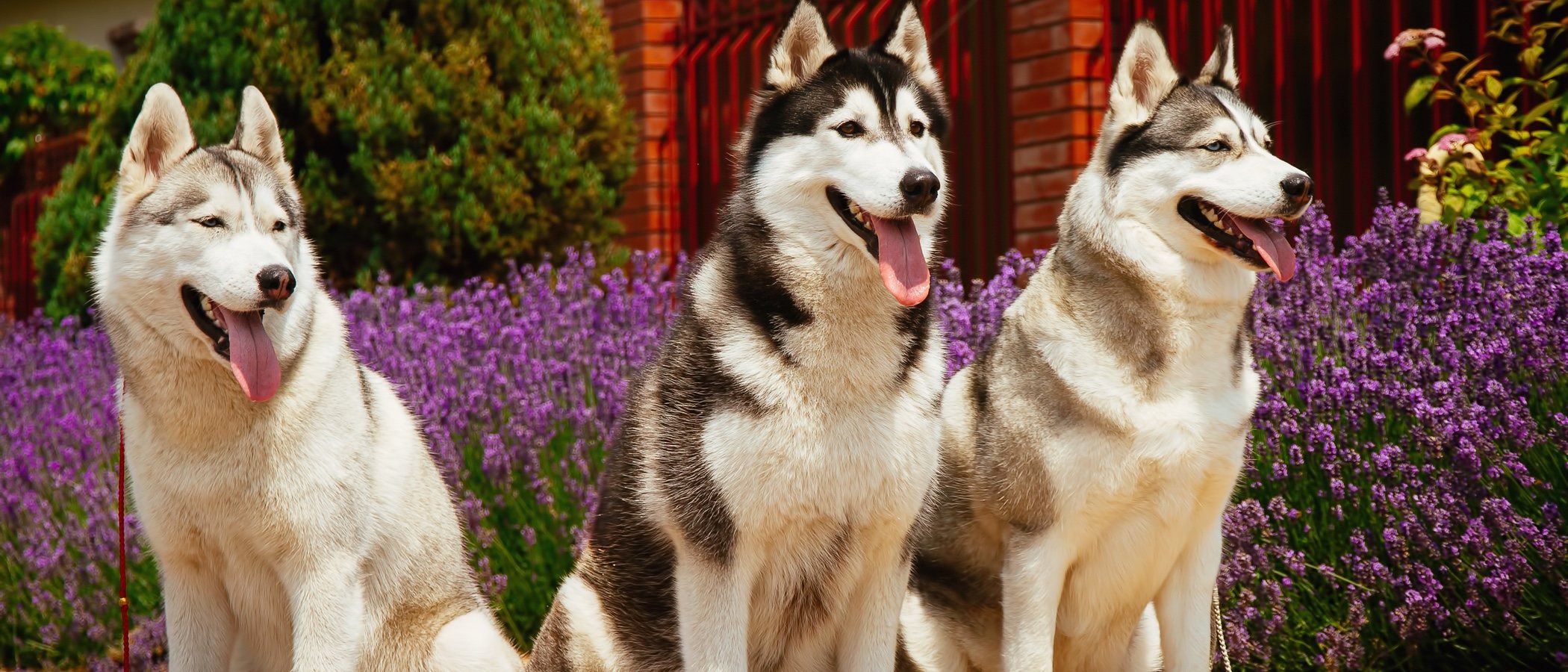 Tipos de Husky