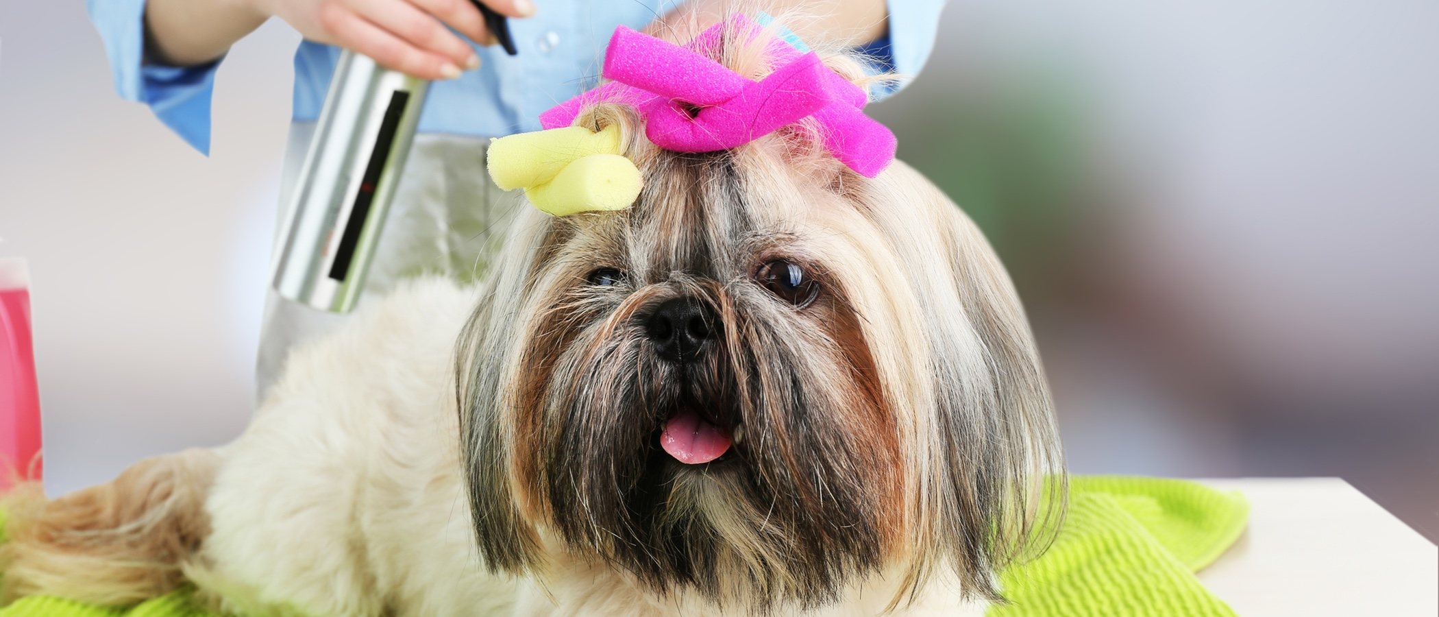 Cómo hacer una sesión de peluquería canina en casa