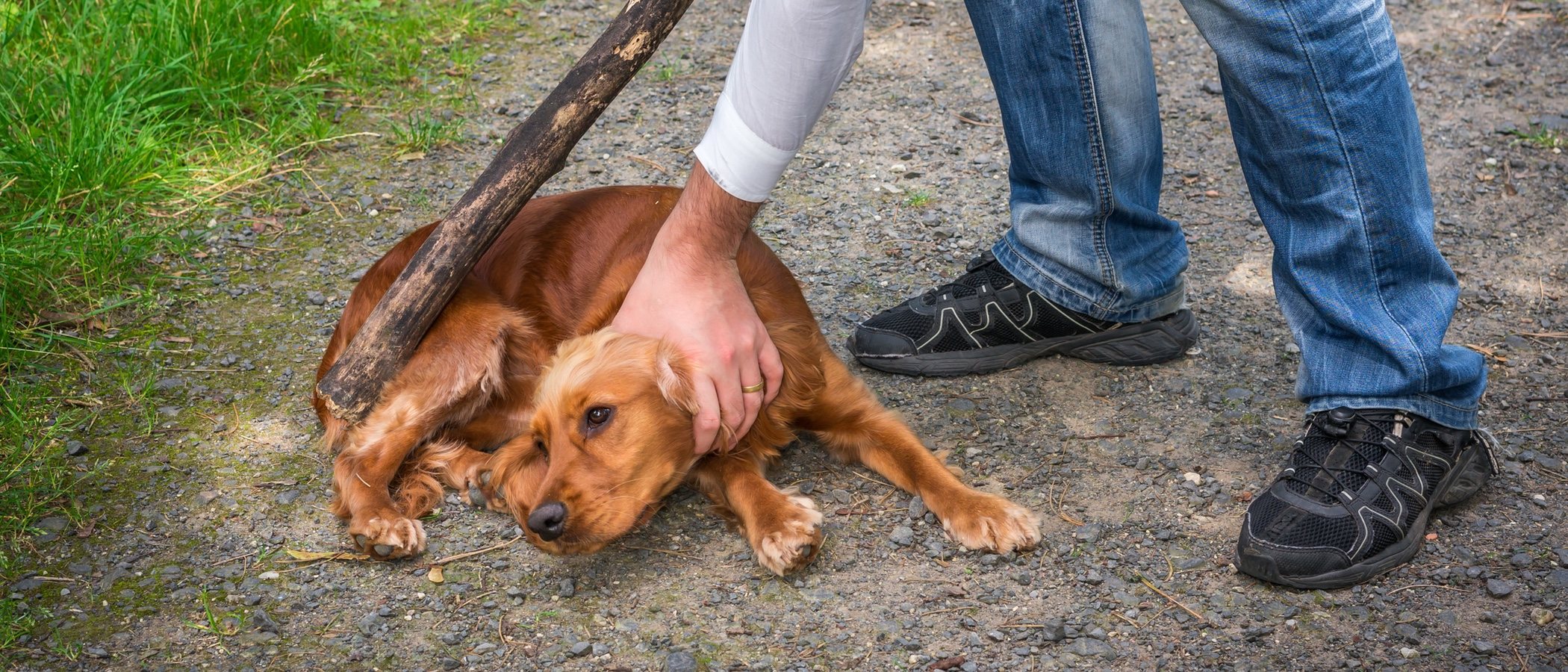Cómo actuar si eres testigo de maltrato animal