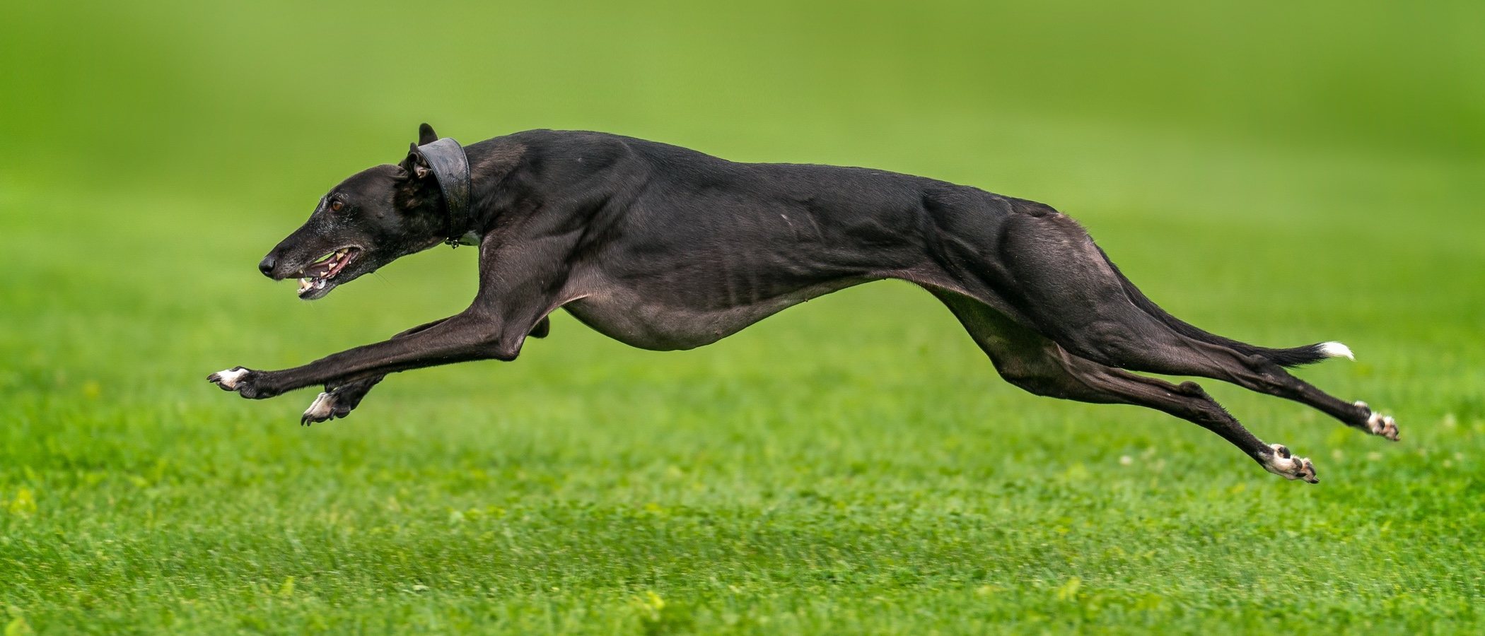 Razas de perro: Galgo español