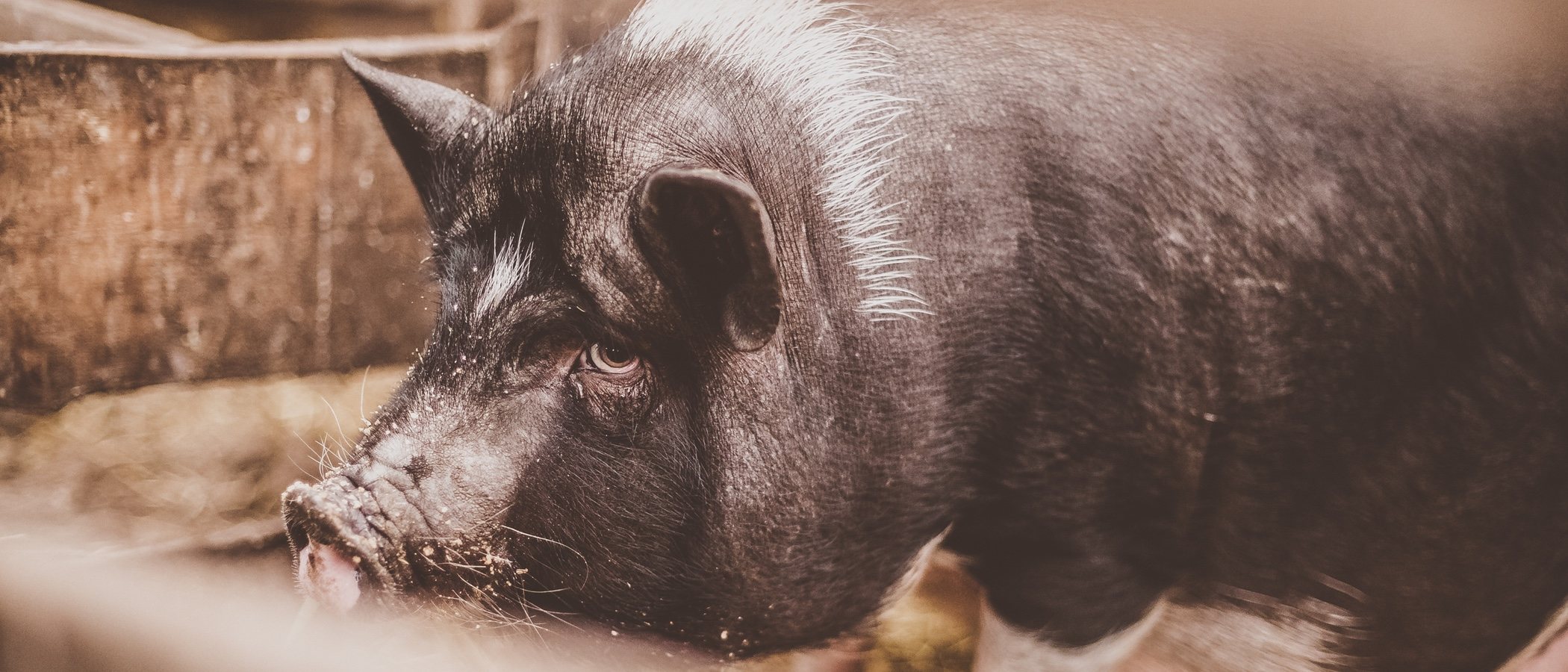 Cómo educar a un cerdo vietnamita