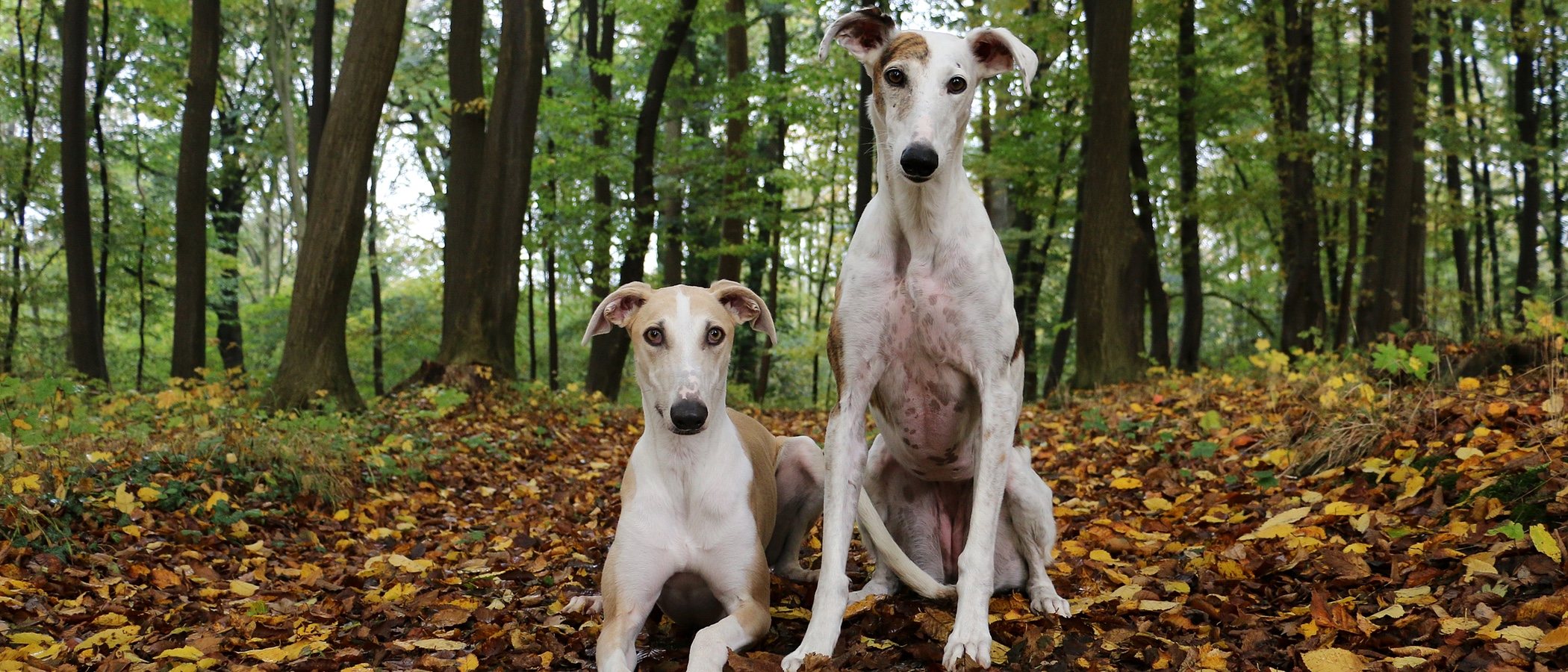 Tipos de Galgos: conoce todas las razas de este perro