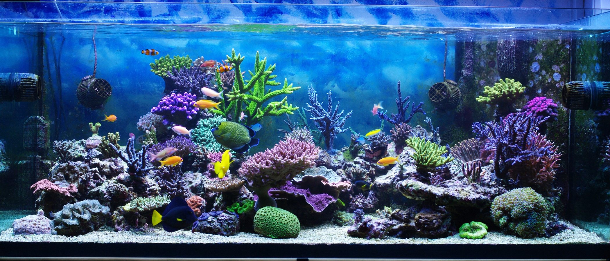 Criar peces en el acuario: todo lo que necesitas saber