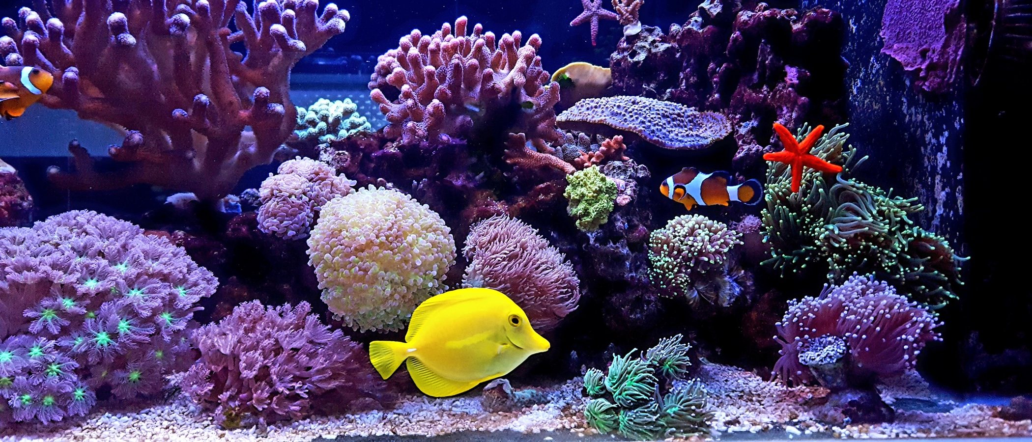 Peces que limpian el acuario