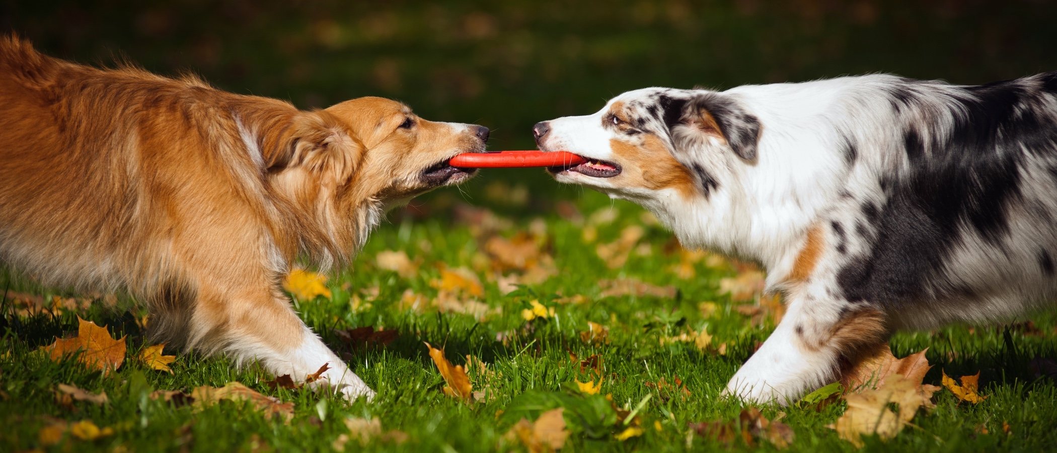 Clasificación de razas de perros por continente: Oceanía