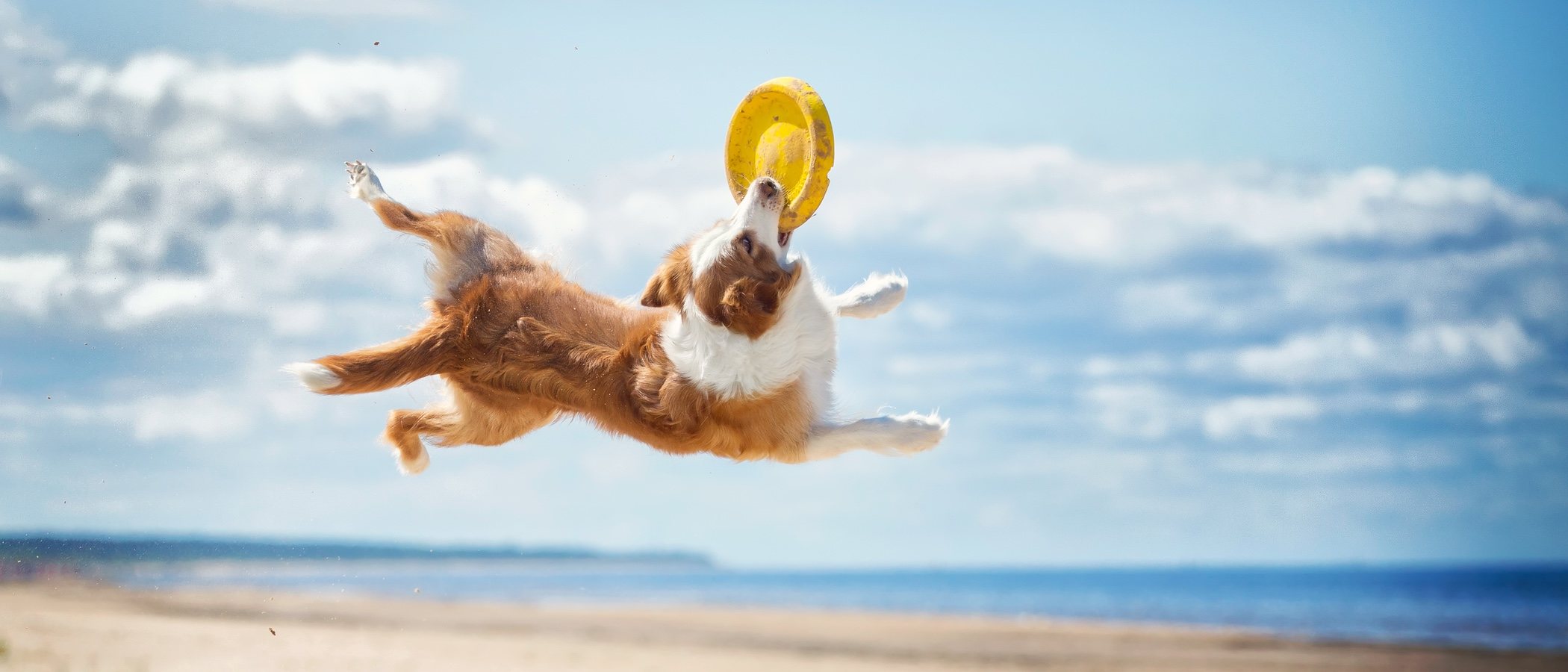 Cómo fortalecer el sistema inmunológico de los perros