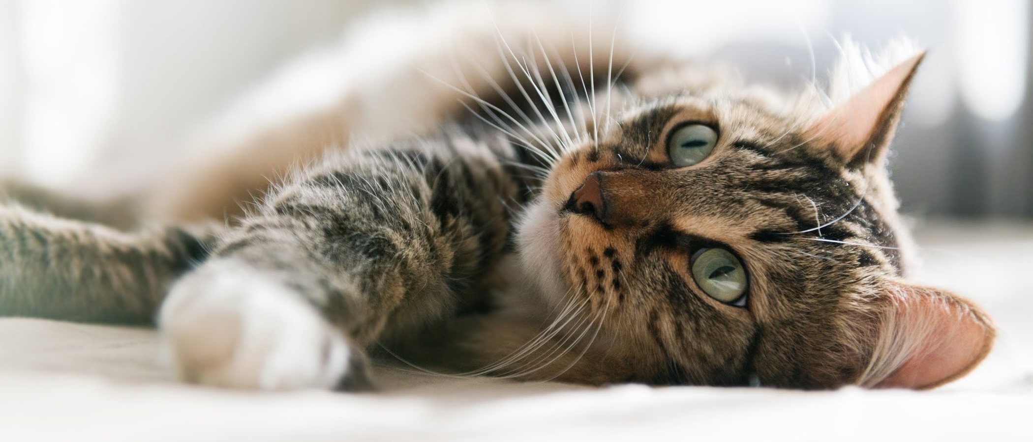 Quimioterapia en gatos