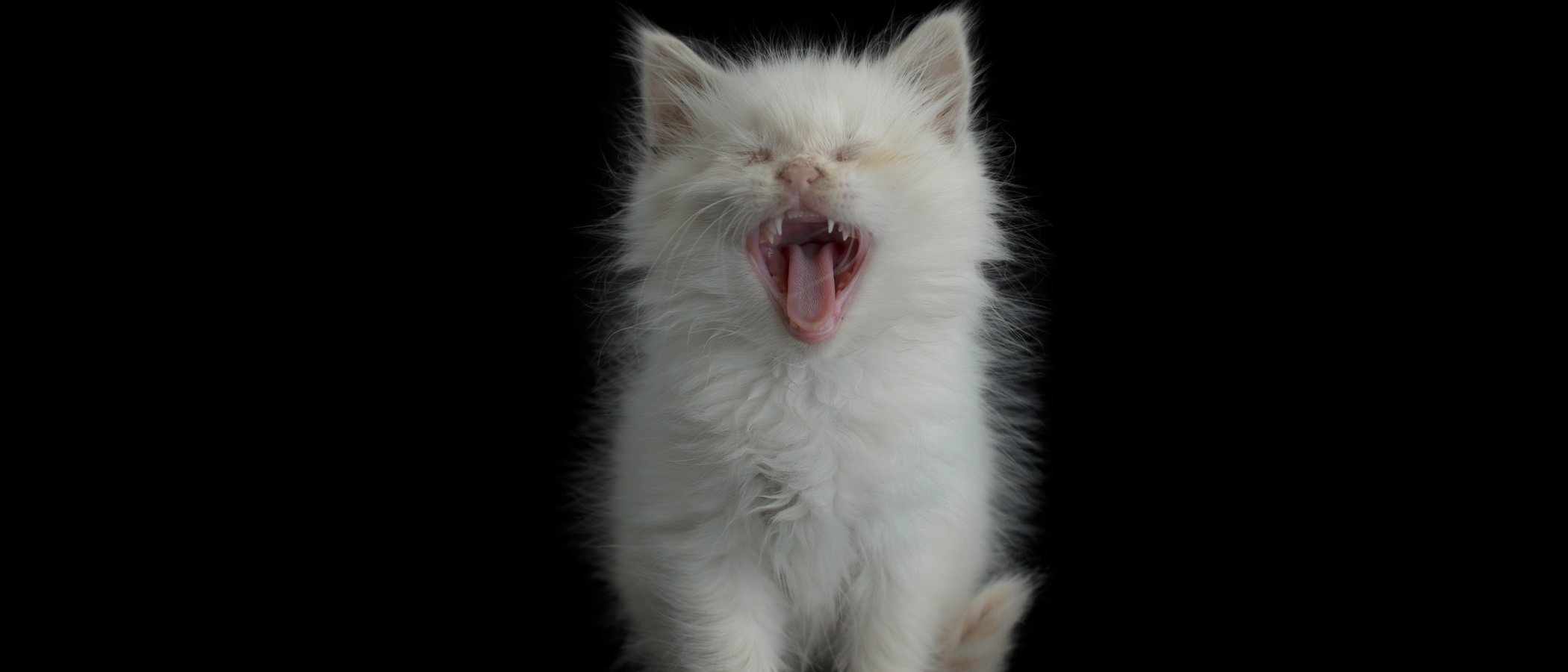 ¿Por qué estornuda mi gato?