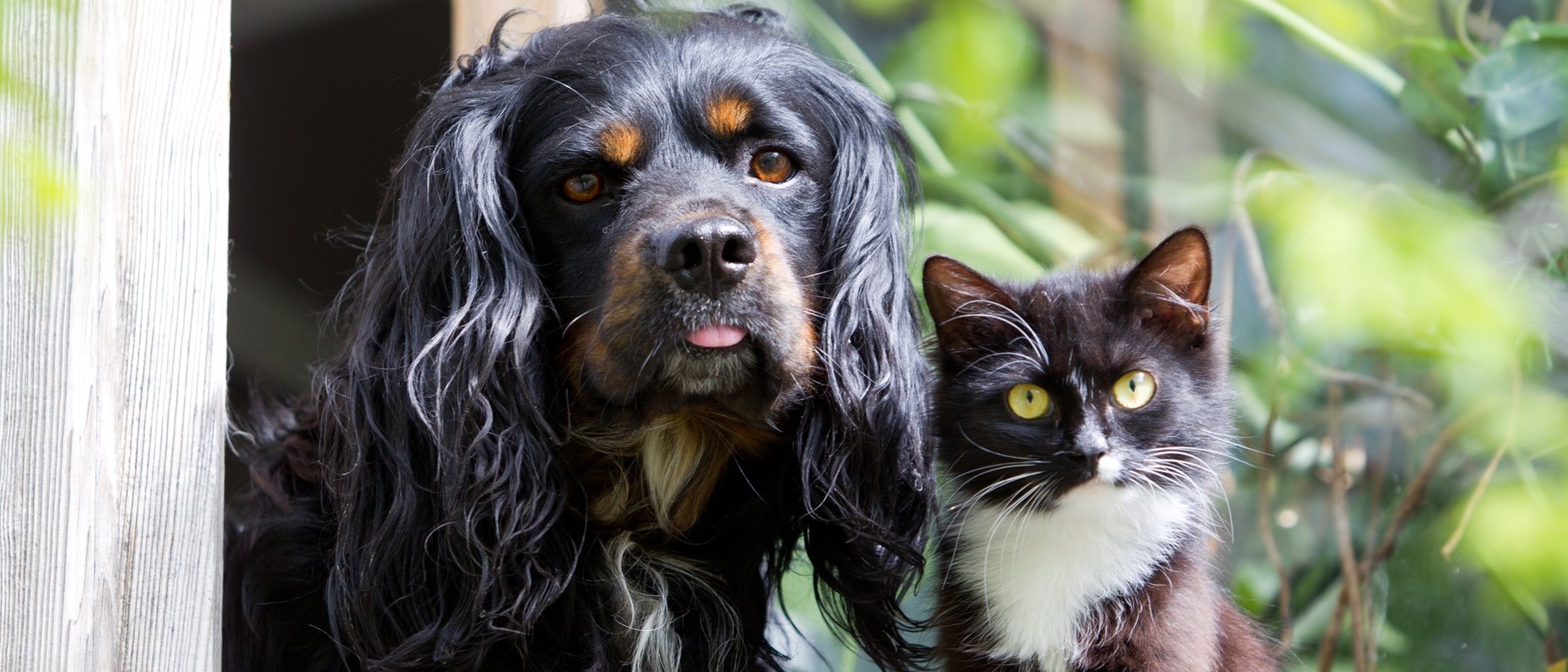 Métodos anticonceptivos para perros y gatos: una alternativa a la castración