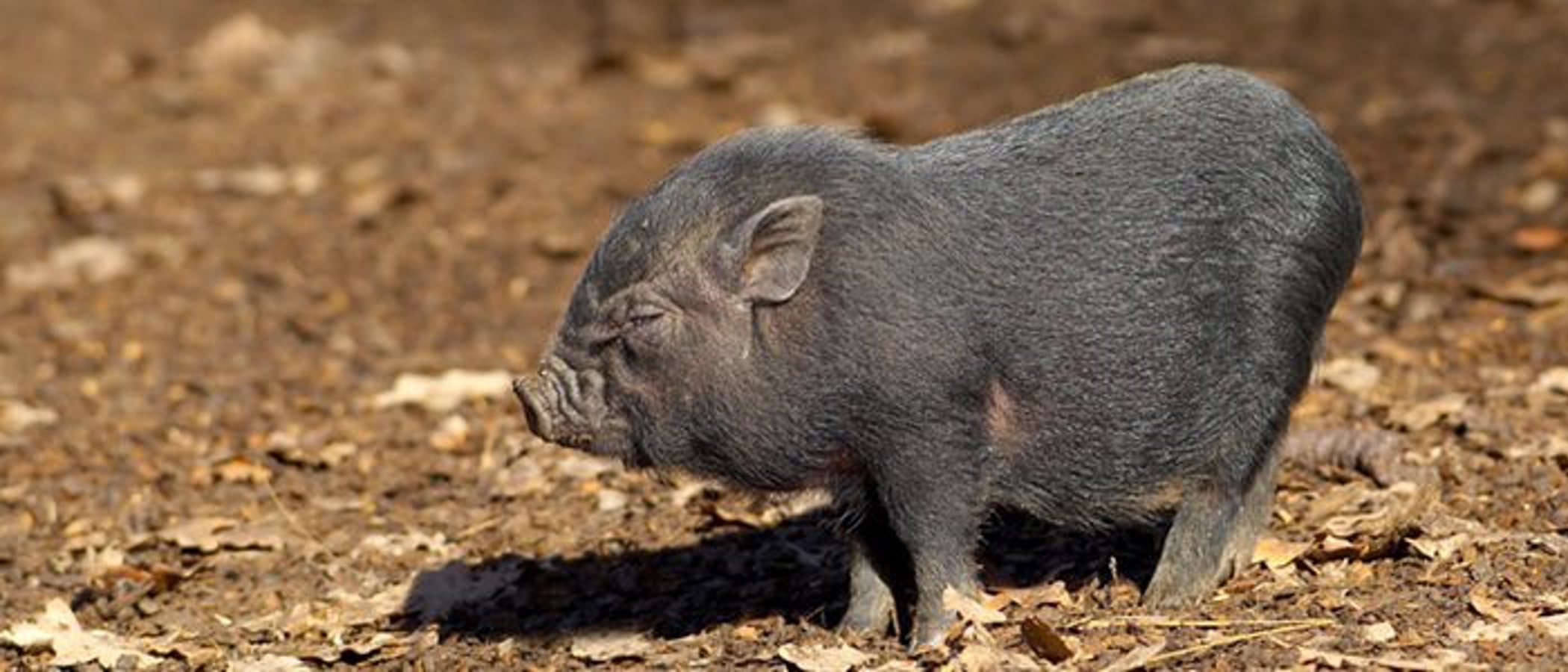 Cómo diferenciar un cerdo vietnamita de un mini pig