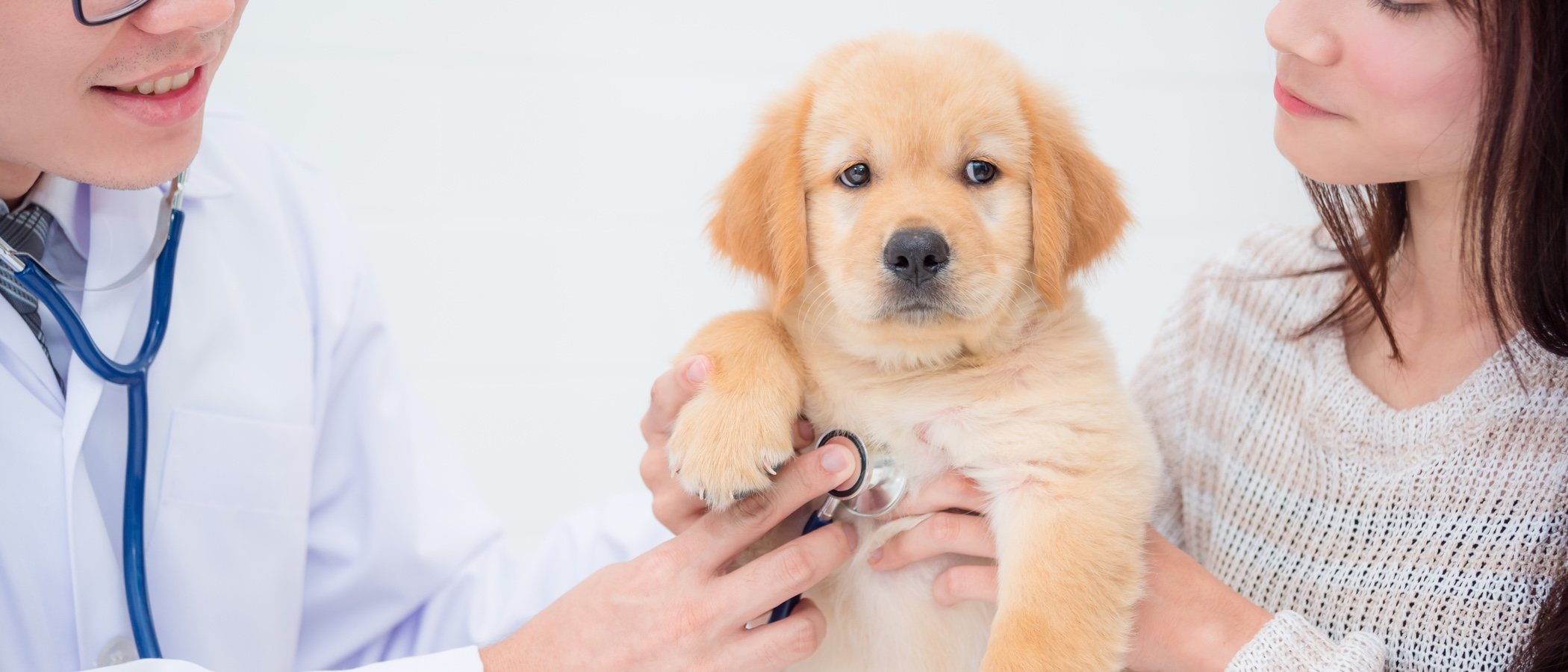 Cómo prevenir enfermedades en perros