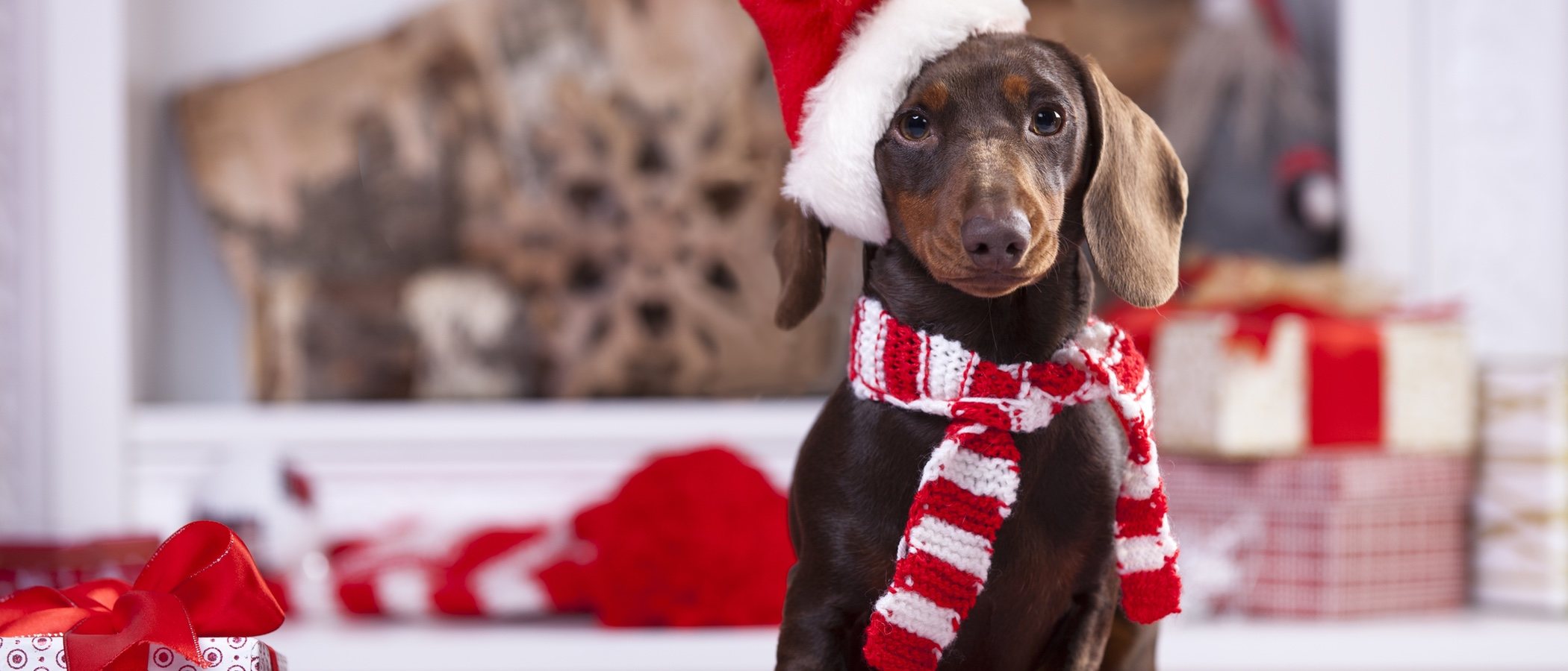 Cómo evitar que tu mascota tenga estrés en Navidad