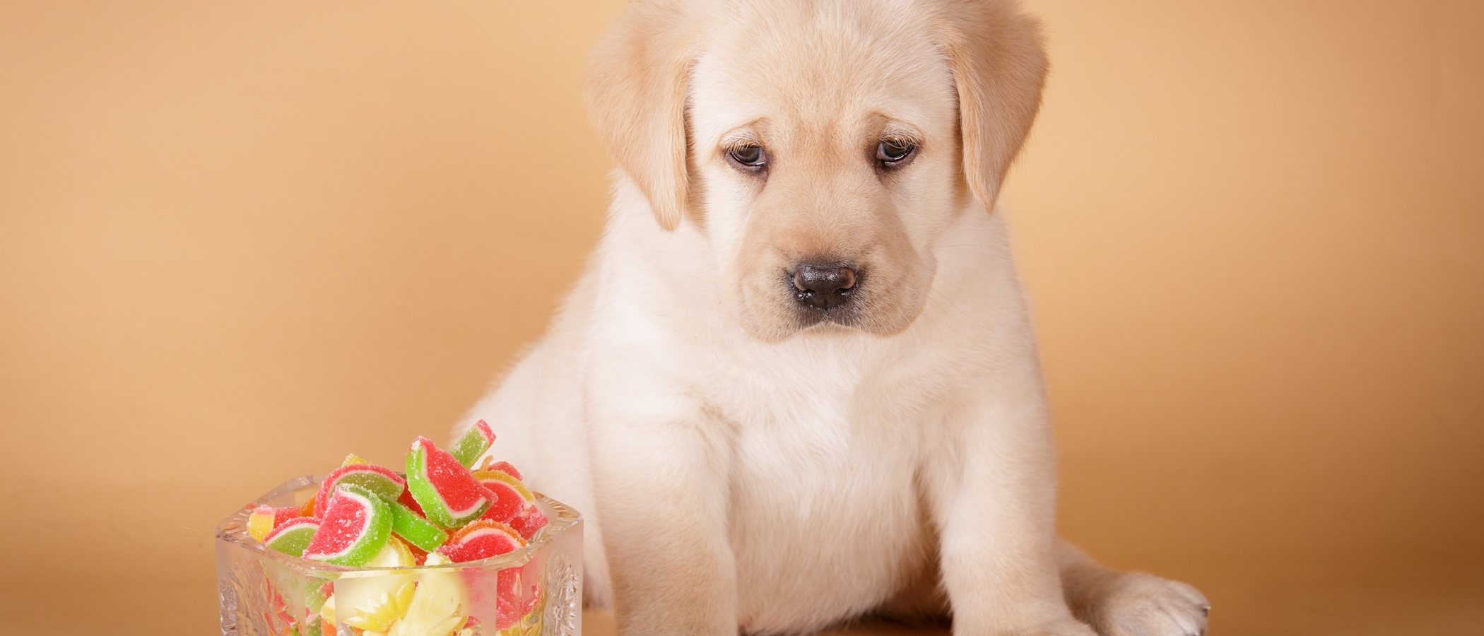 Razones por las que no dar dulces de Navidad a tu mascota