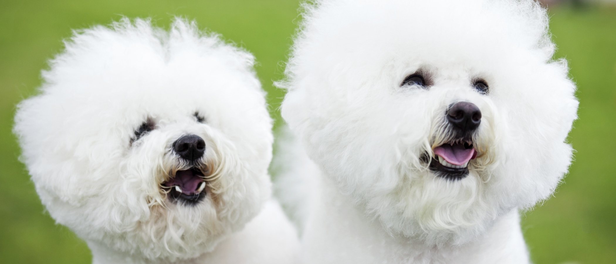 Diferencias entre Bichón Frisé y Bichón Maltés