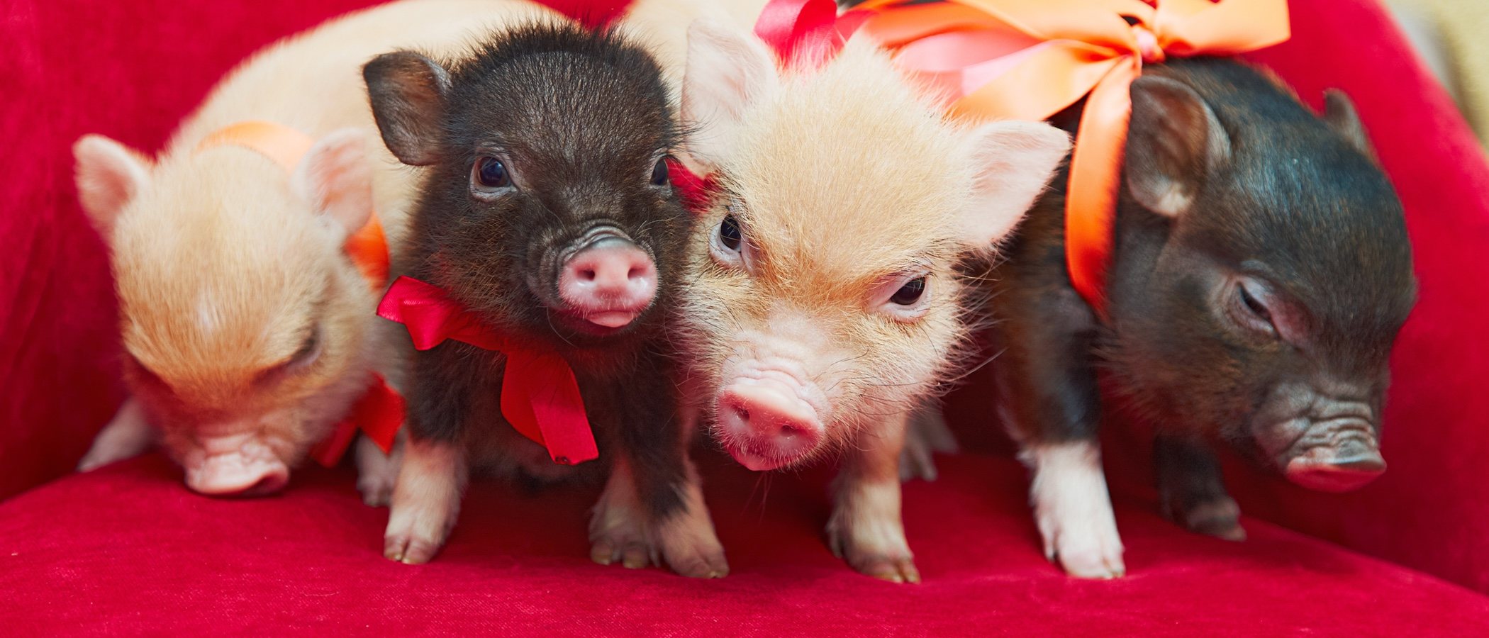 Qué vacunas necesita un mini pig