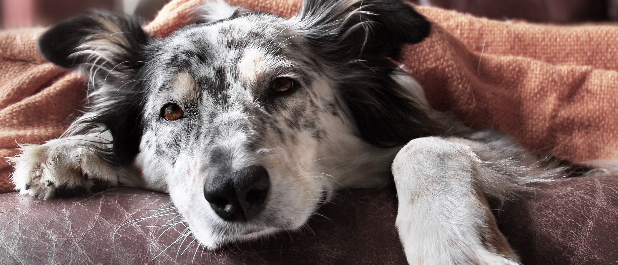 Qué sienten los perros justo antes de morir