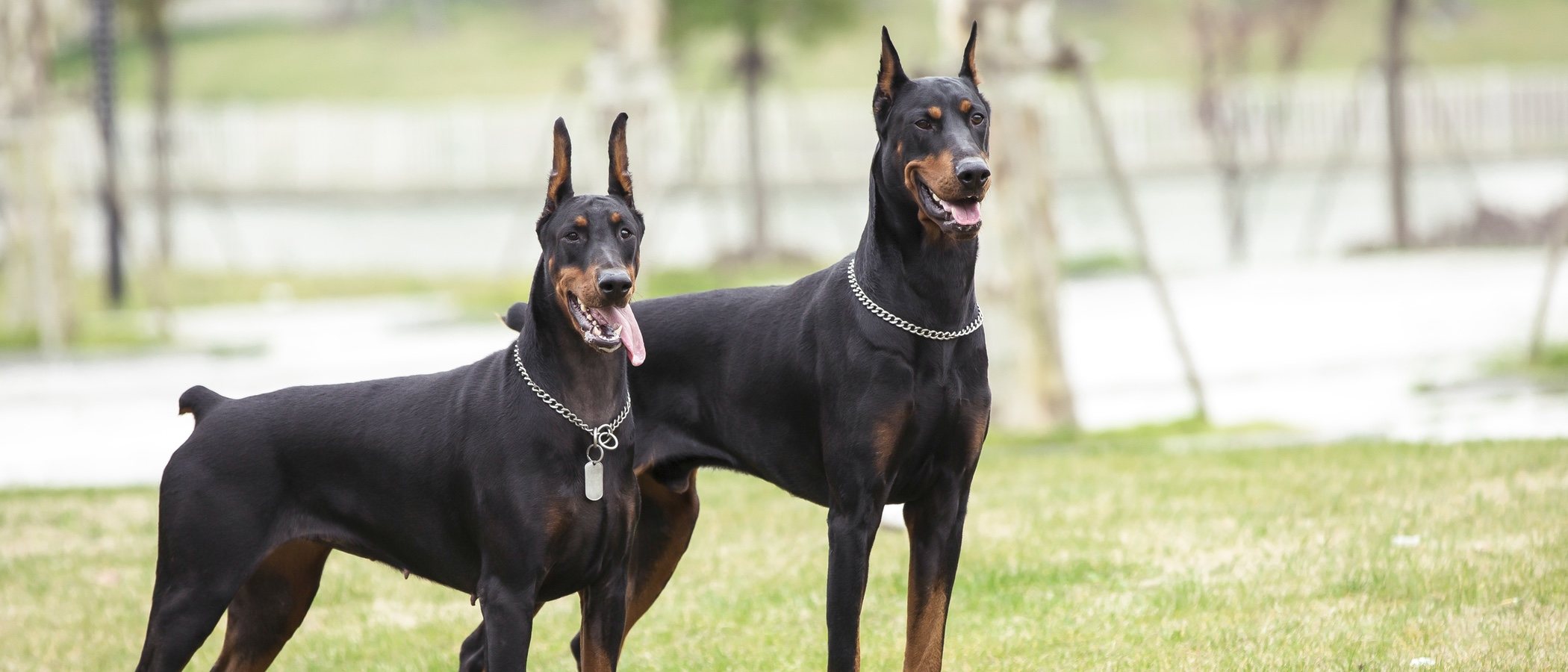 Mitos sobre la raza de perro Doberman