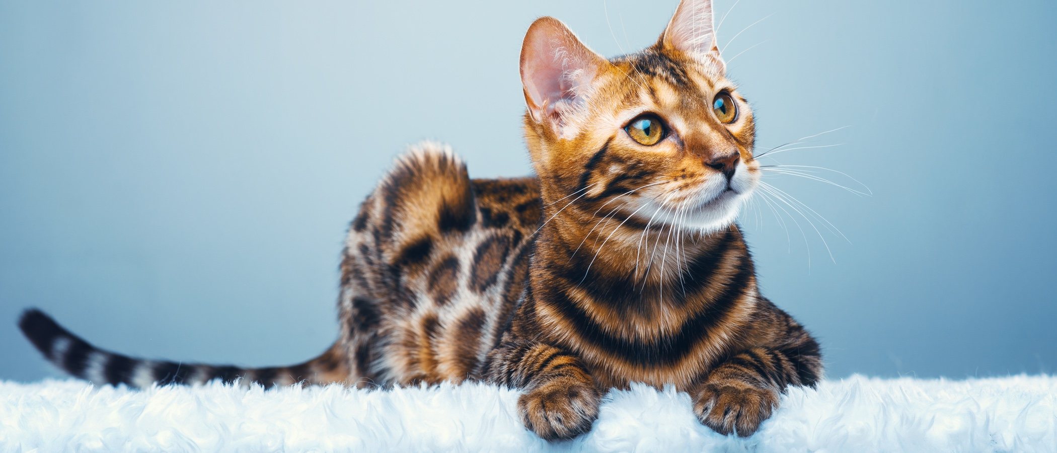 Razas de gatos: Gato de Bengala o Bengalí