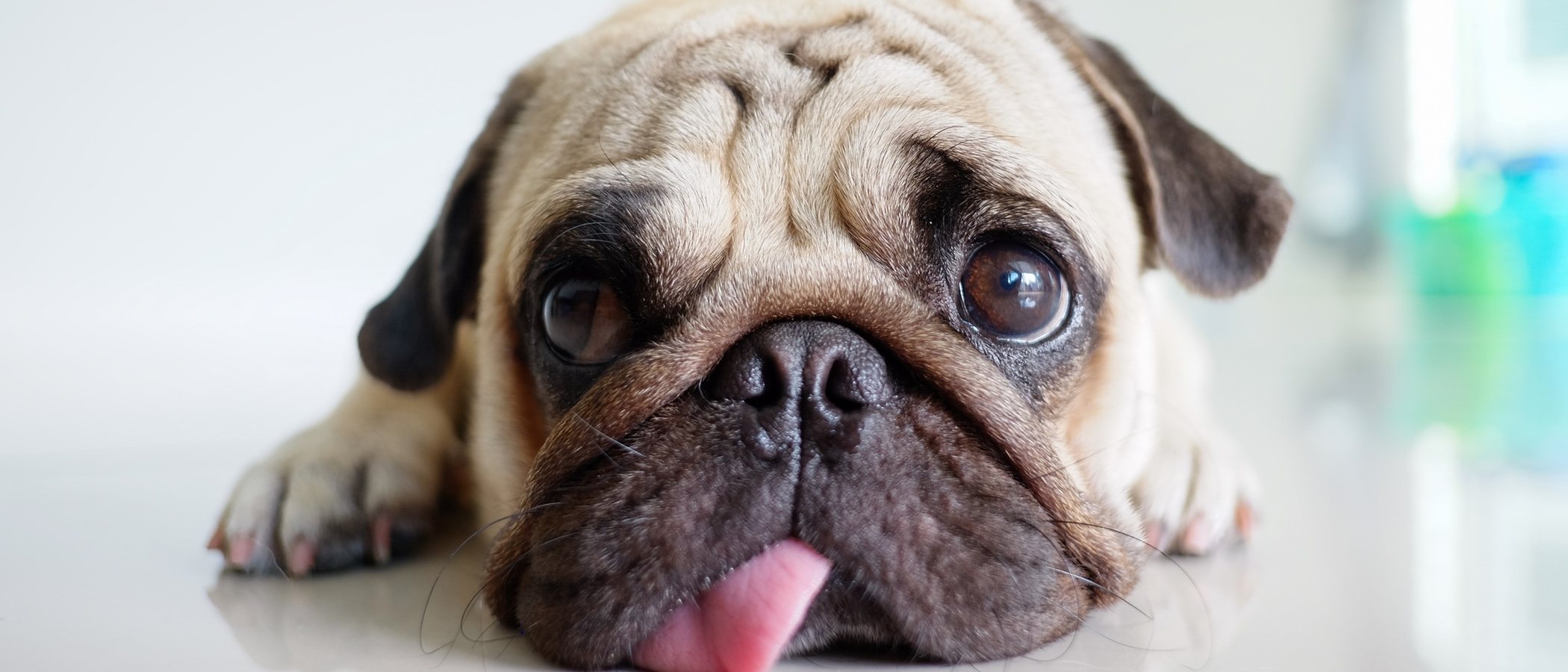 Dirofilaria o enfermedad del gusano del corazón que afecta a los perros
